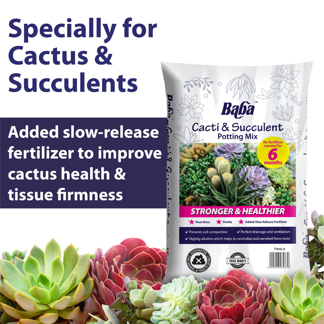 Cacti & Succulent Potting Mix