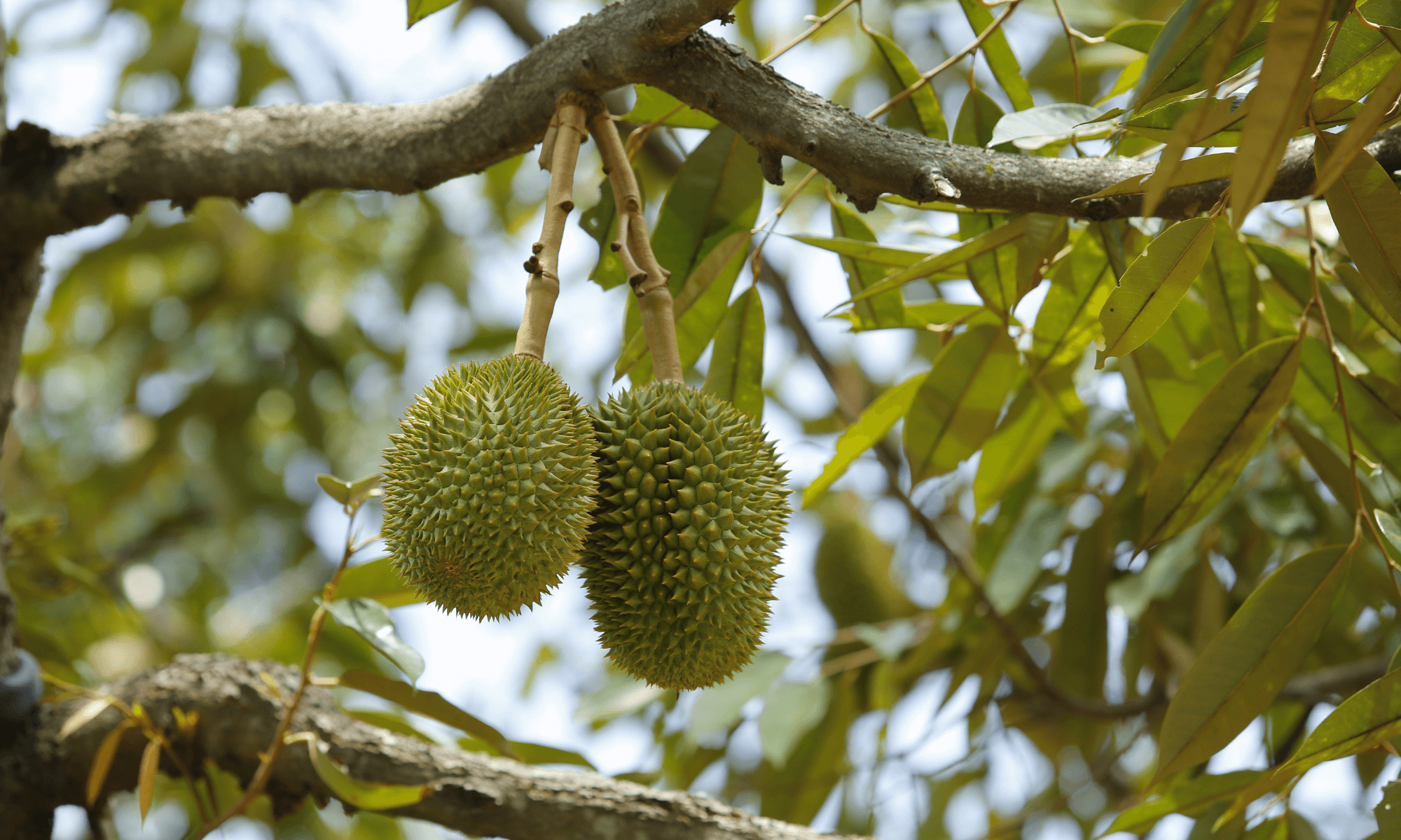 Young durian on tree