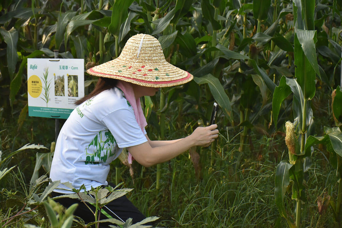 Photo shooting of corn plant in farm