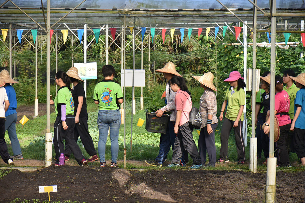Queue up to harvest in Baba farm