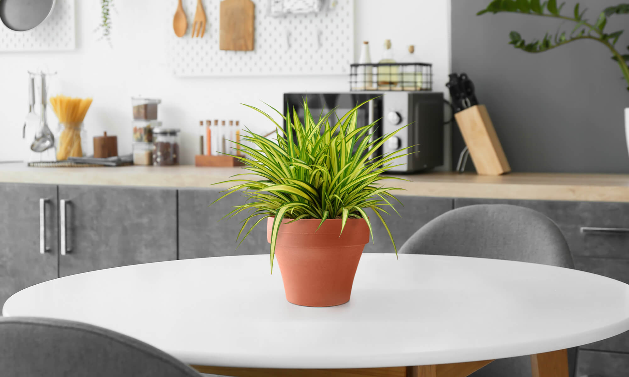 BABA TABLE TOP COTTA COLOUR FLOWER POT IN DINING ROOM