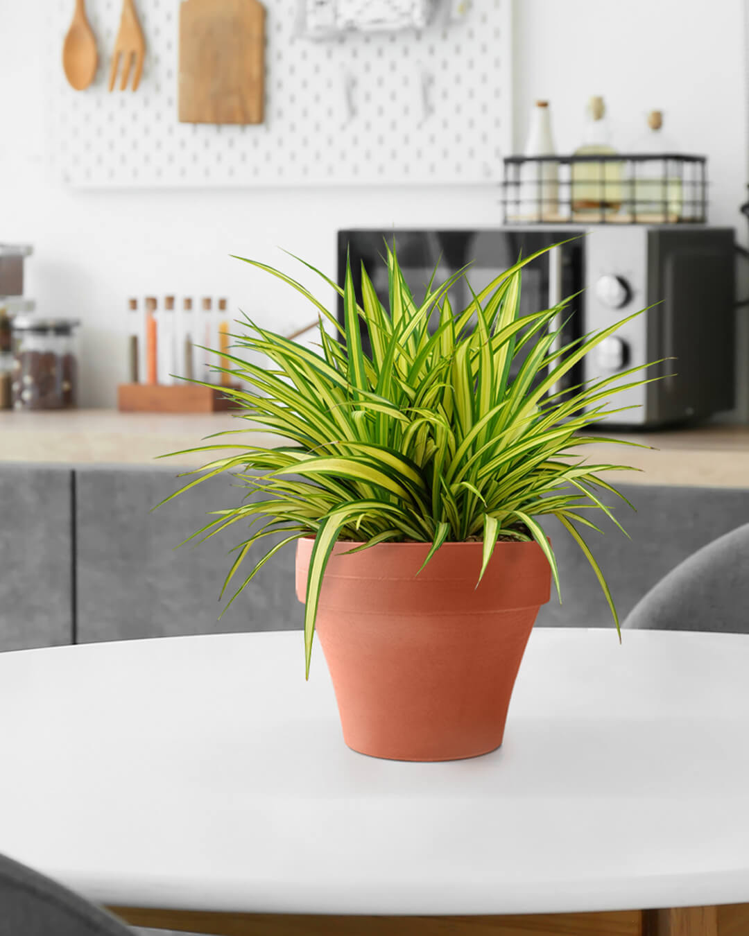 BABA TABLE TOP COTTA COLOUR FLOWER POT IN DINING ROOM-1