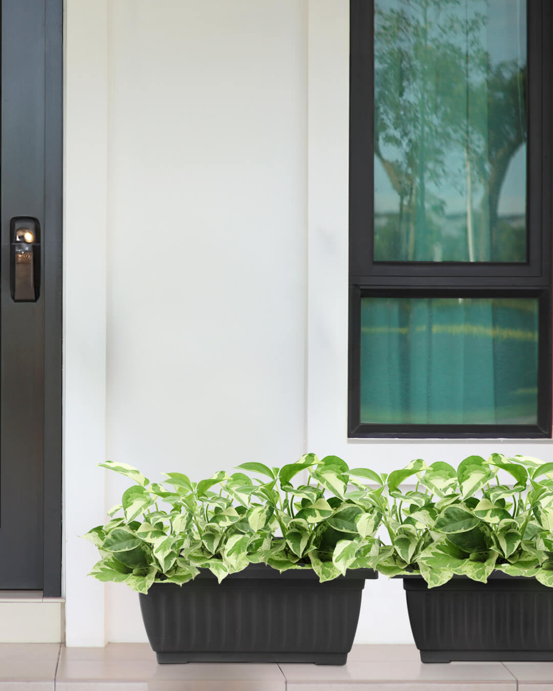 Baba large planter box at doorstep for planting