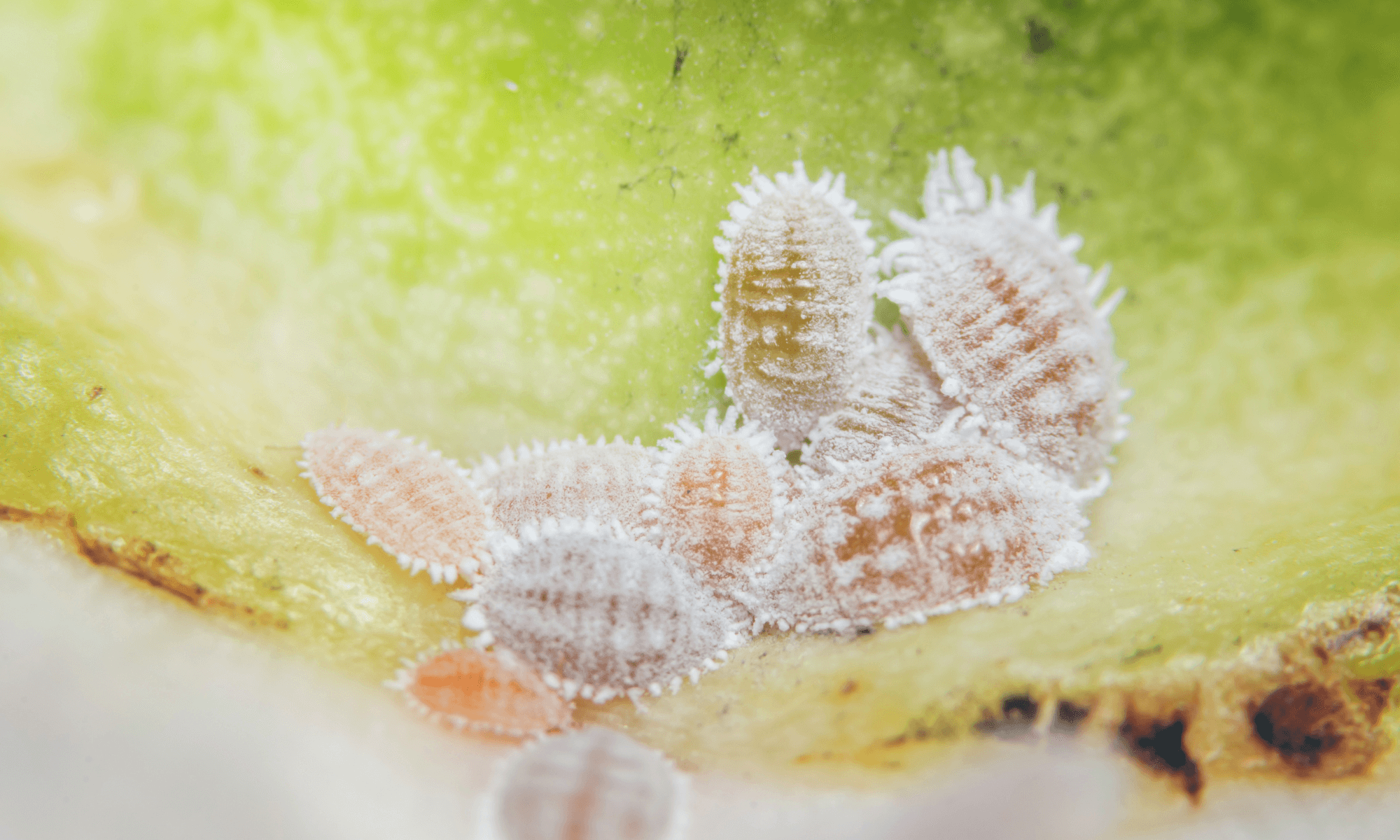 White insects like mealy bug on plants