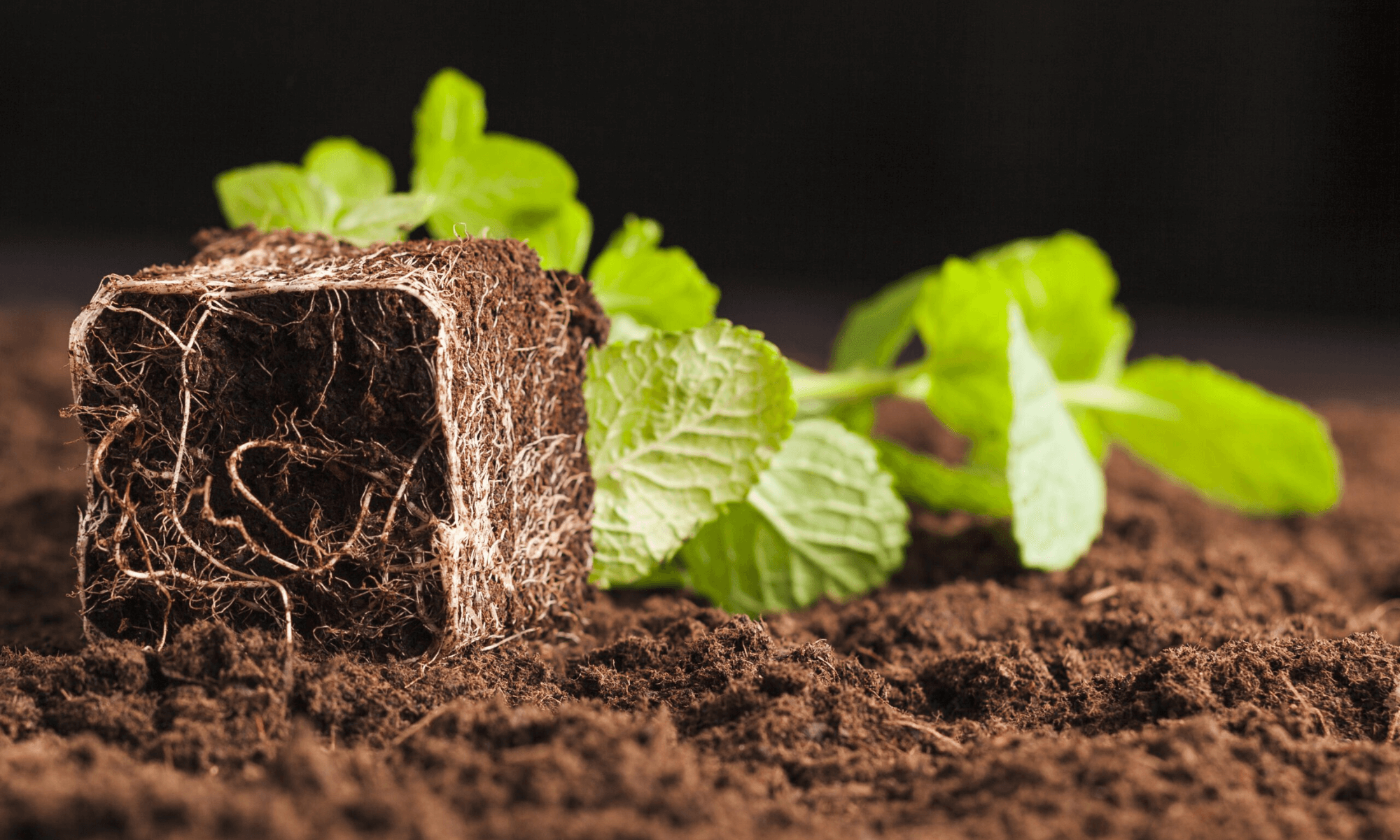 Soil for promoting root development
