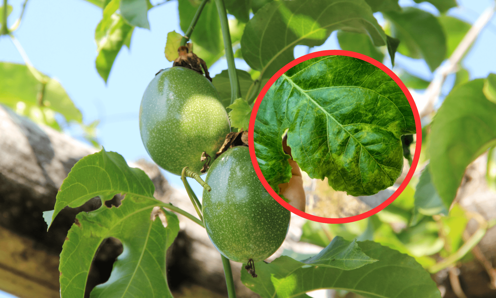 Yellow spots on fruit tree leaves plant issue