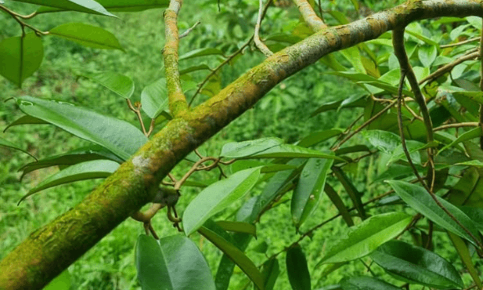 Pink disease in durian tree and fruit tree