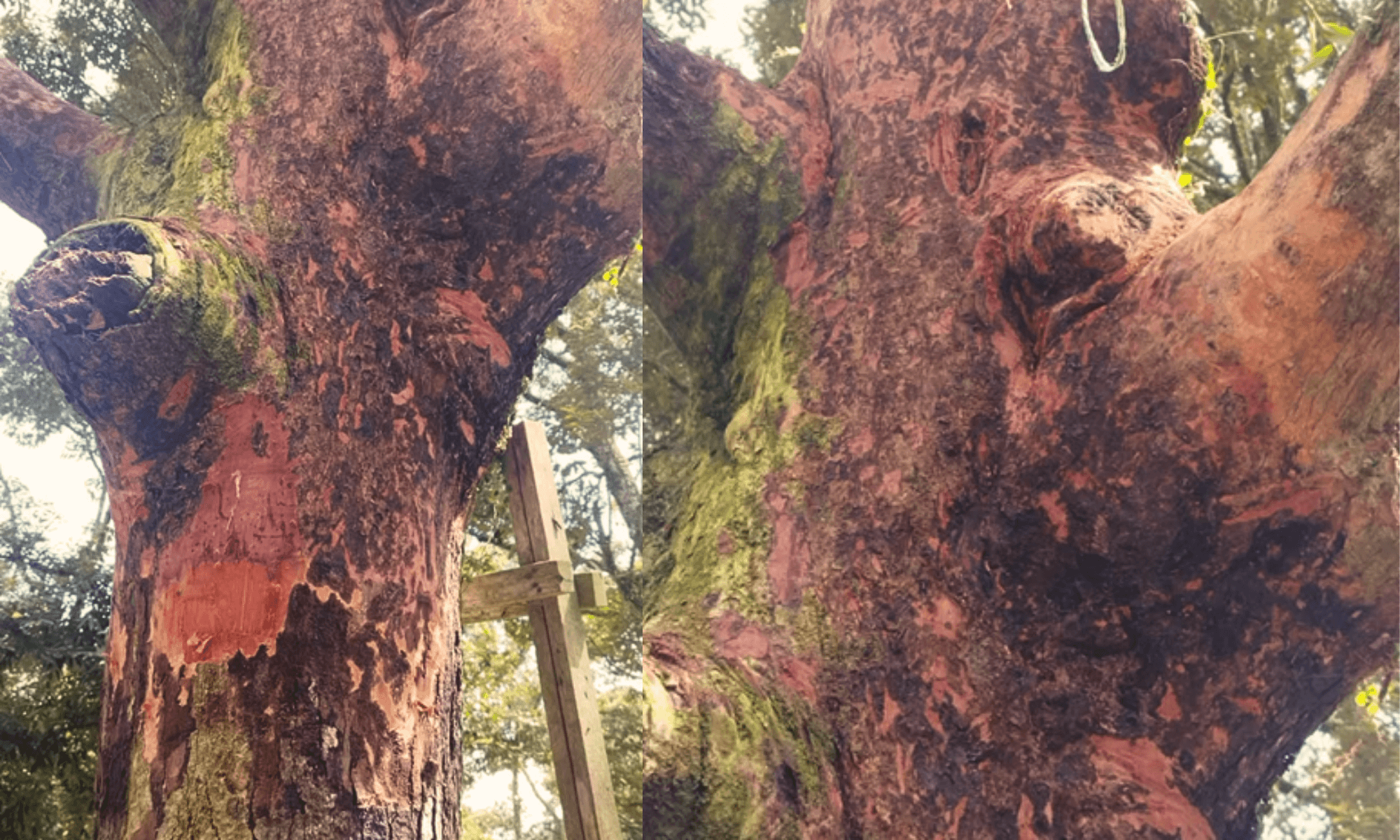 Durian canker plant disease in durian trees