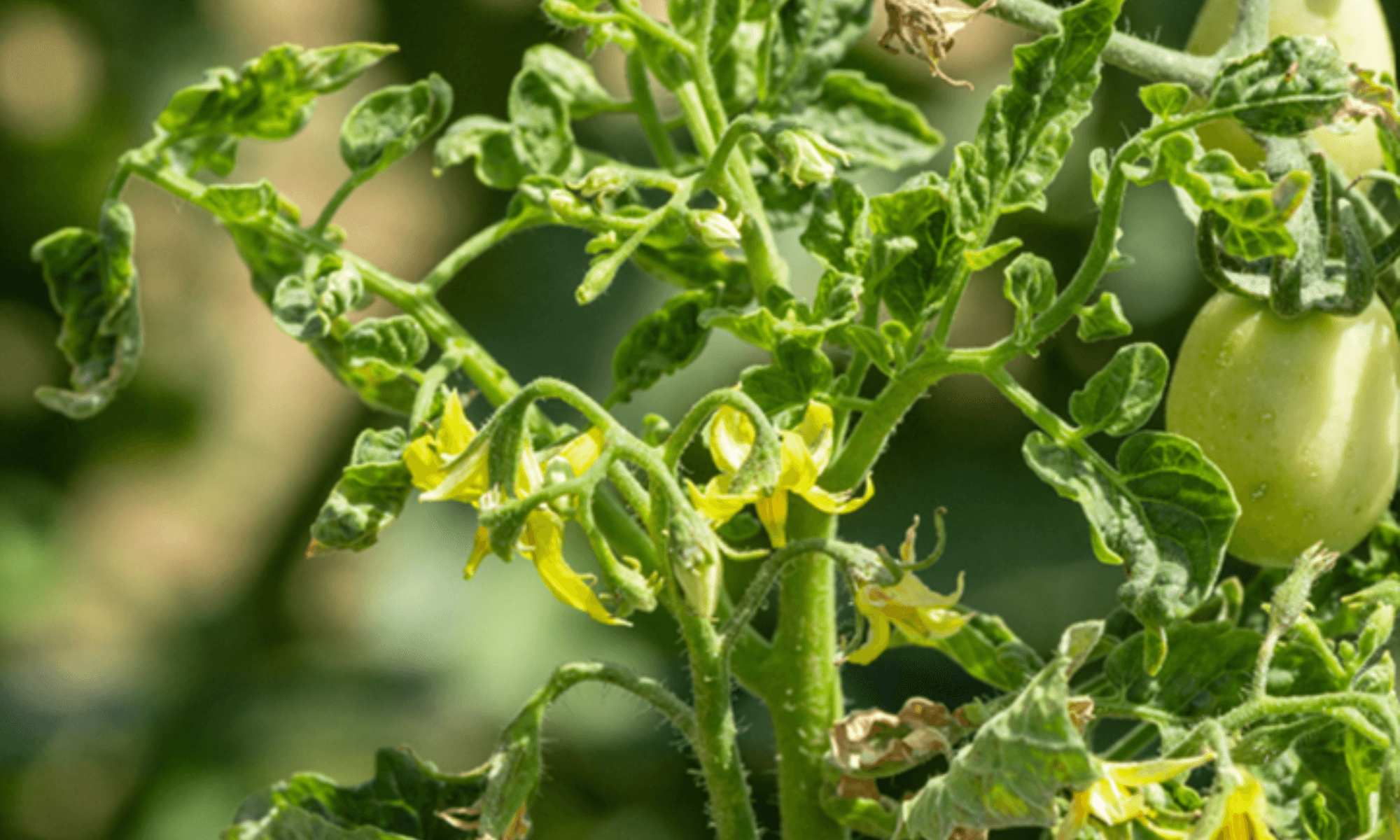 Curly leaves in melon vegetable plants