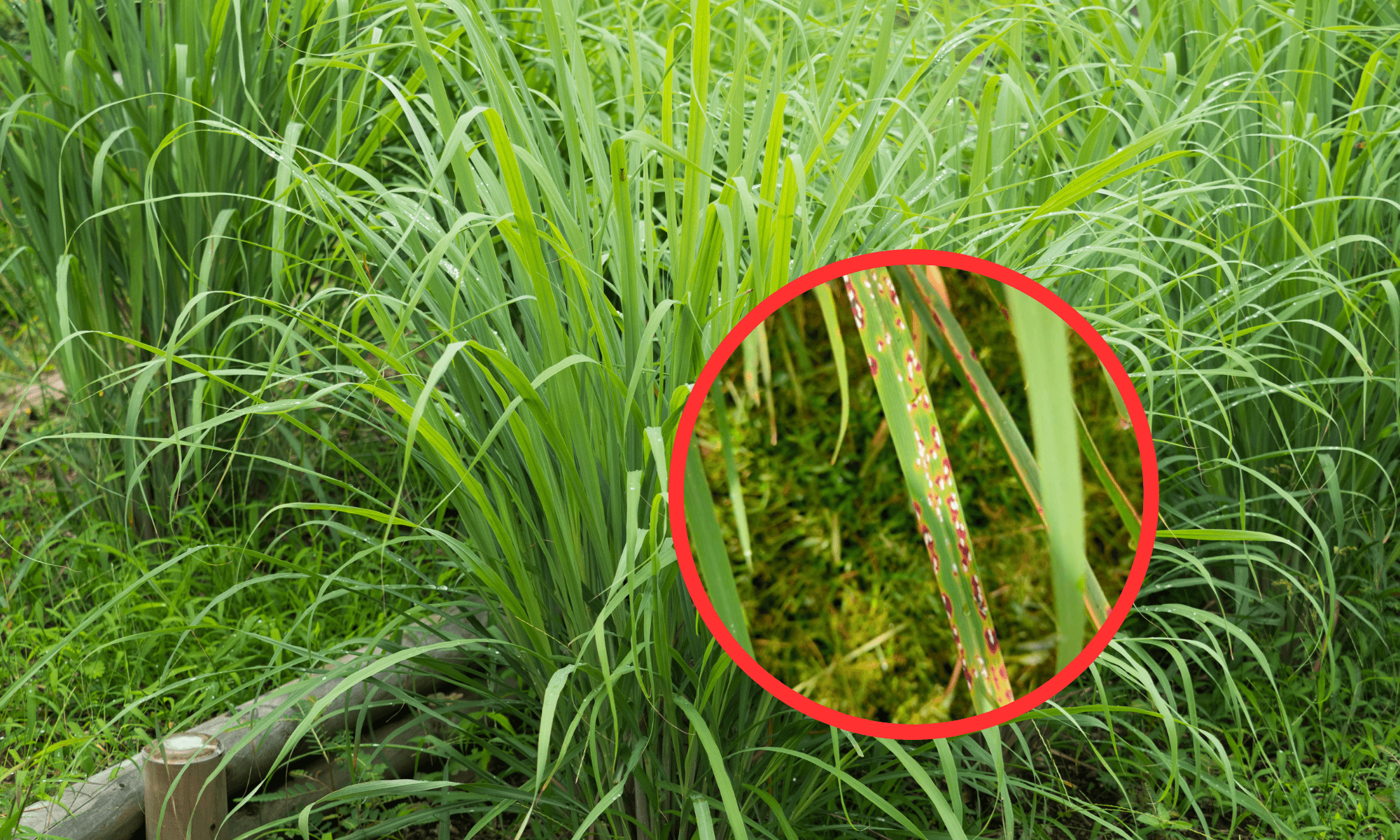 Rusty brown spots on leaves