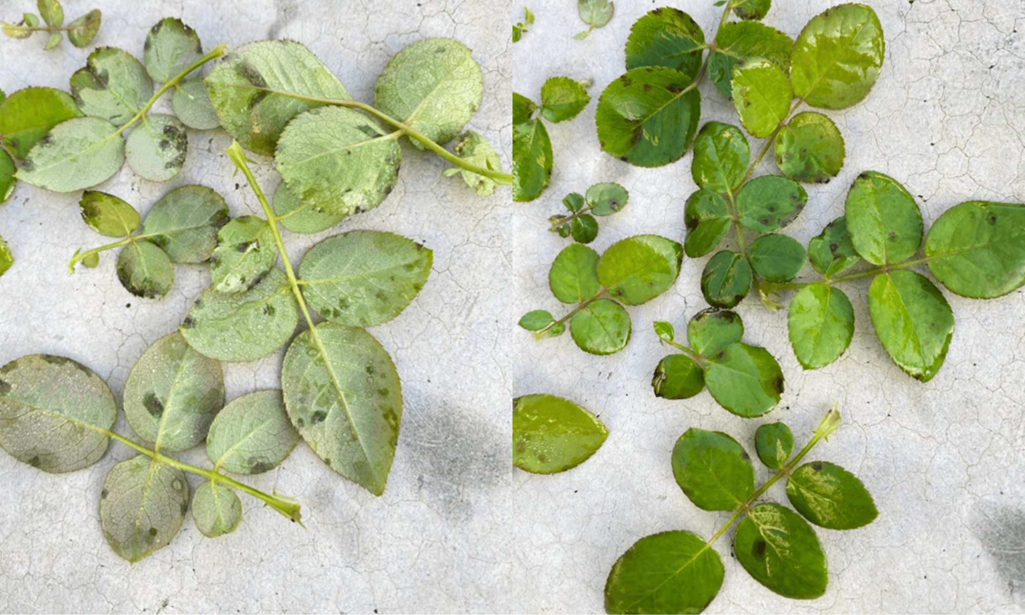 Black spot and mold on leaves