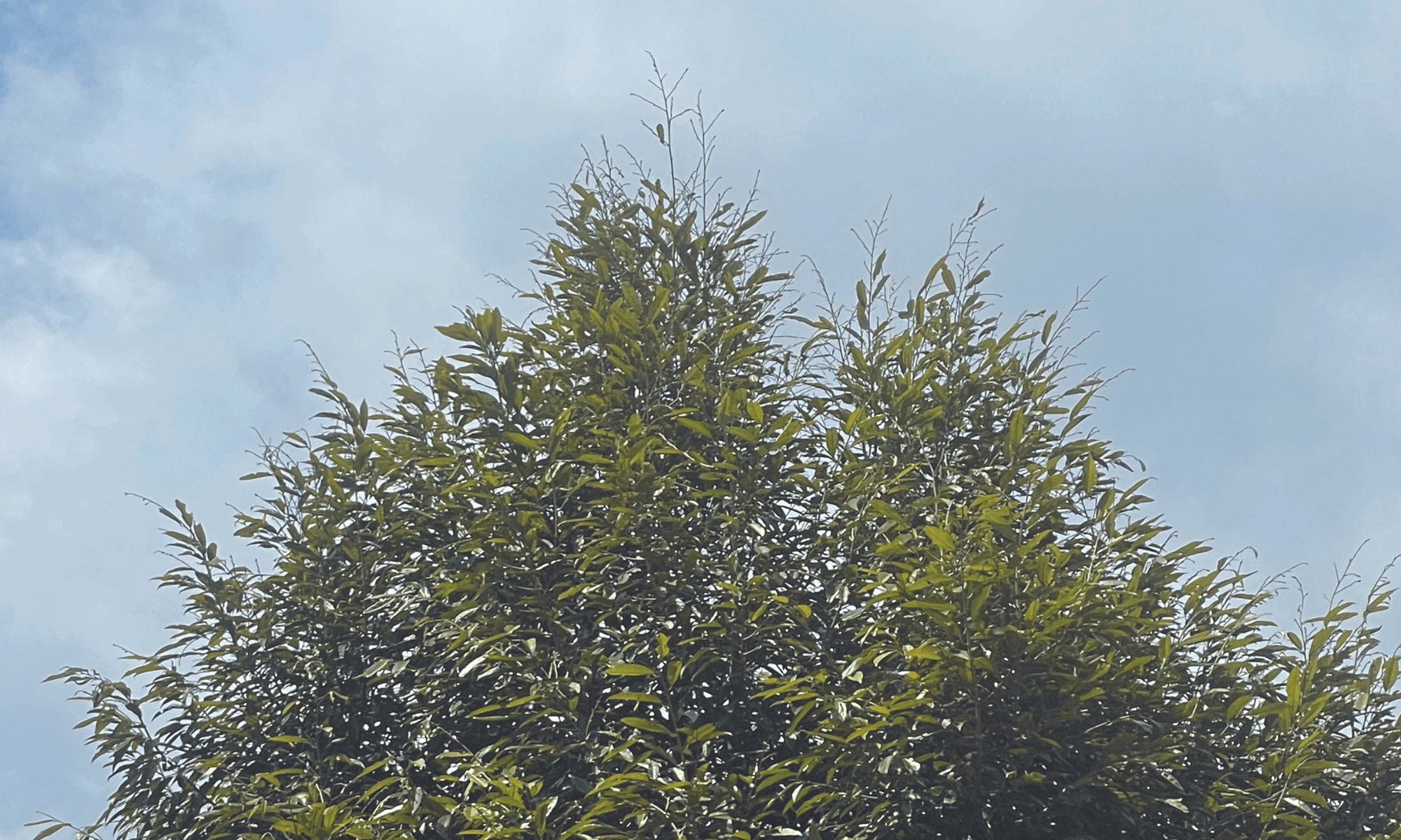 Dry branches durian tree caused by leaf hoppers
