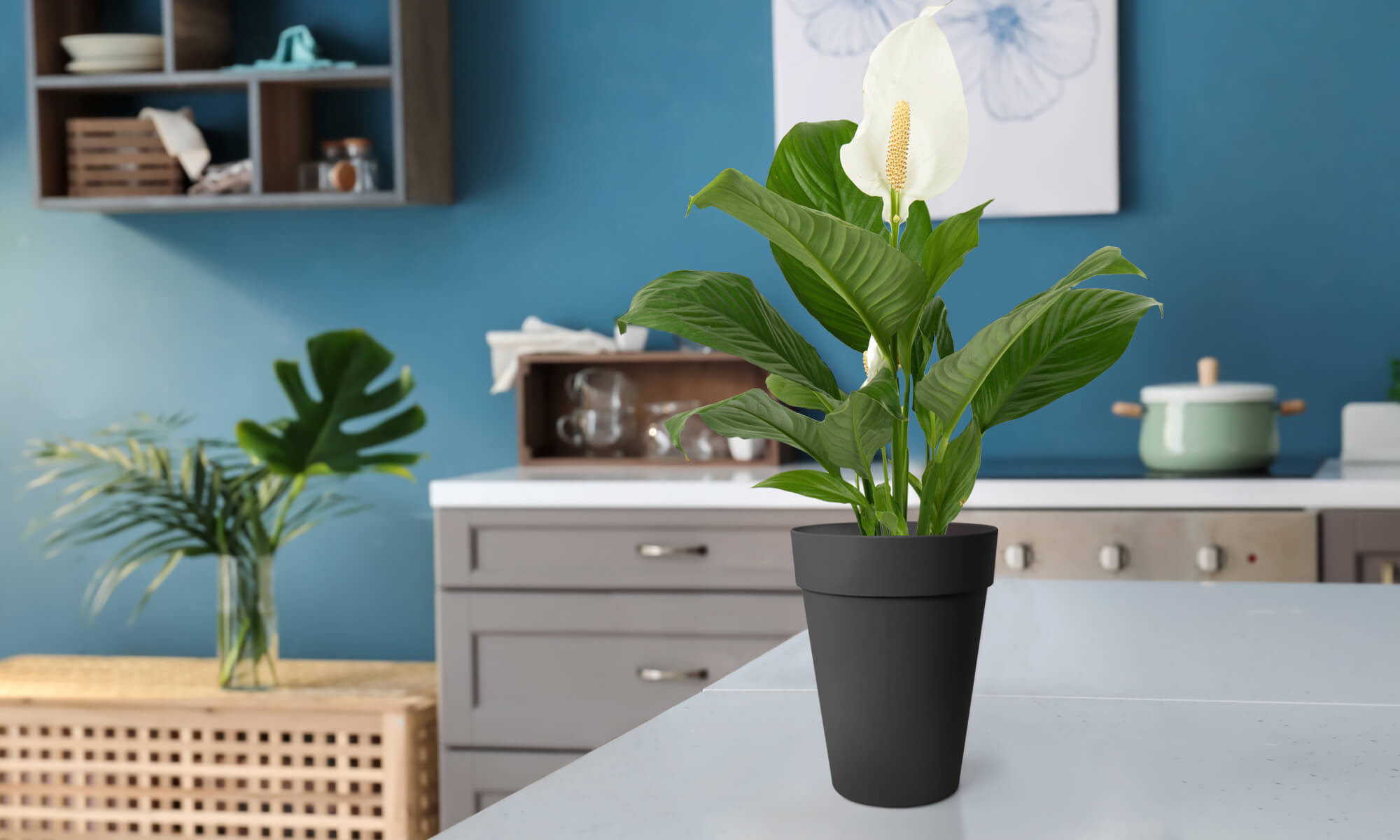 BABA ZEN GREY COLOUR TABLE TOP FLOWER POT IN KITCHEN