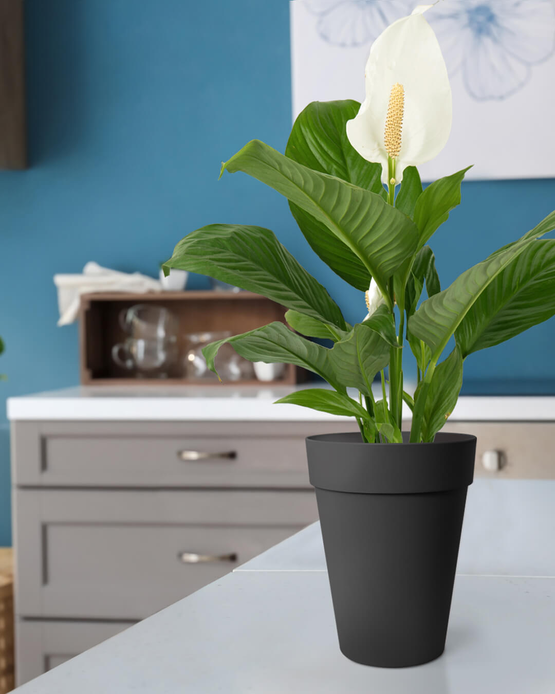 BABA ZEN GREY COLOUR TABLE TOP FLOWER POT IN KITCHEN-1