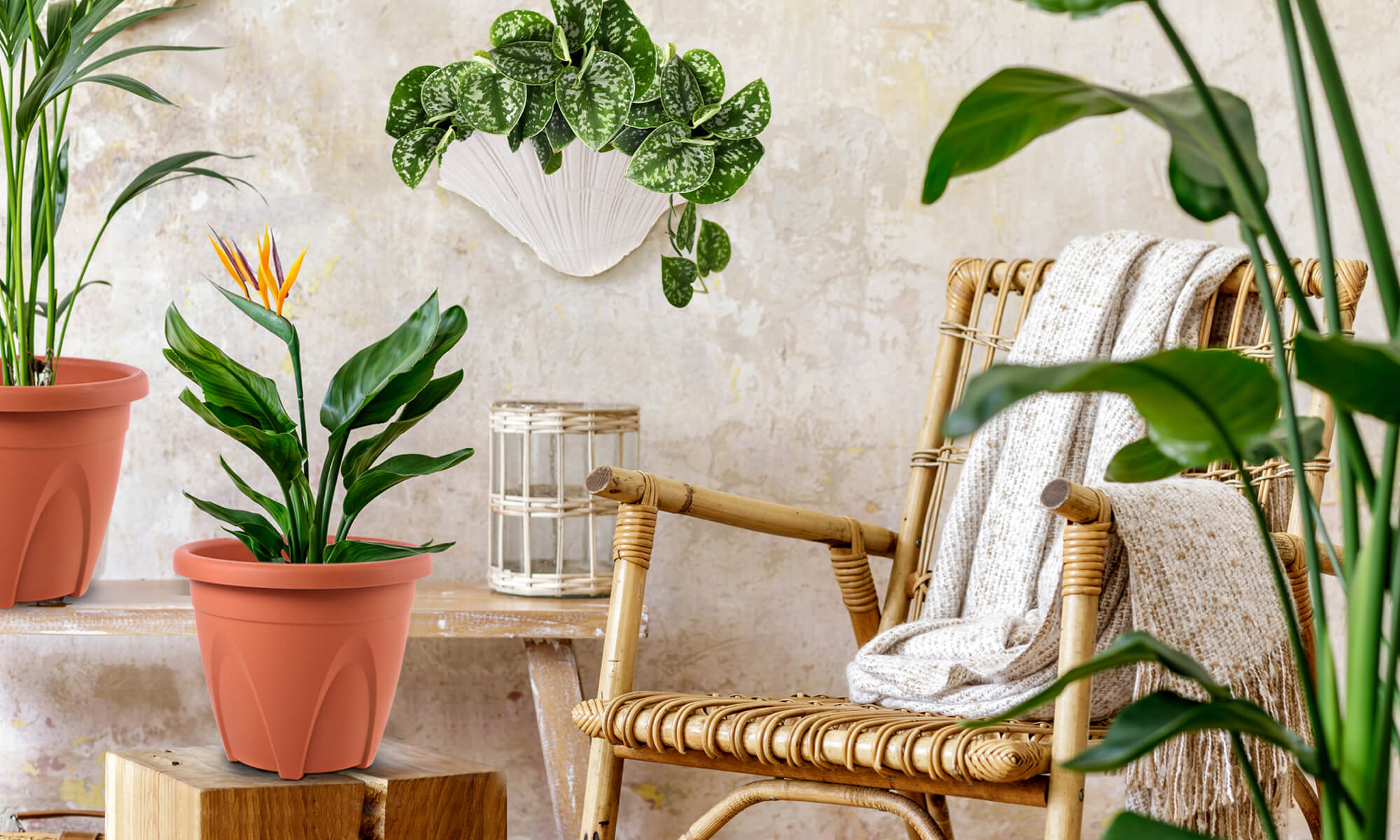 Baba biodegradable medium decoration flower pot for indoor plant bird of paradise