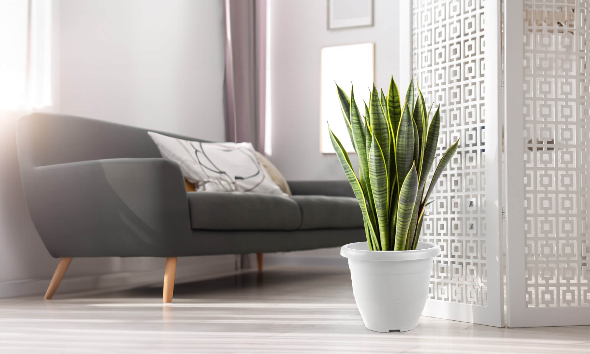 Baba biodegradable medium decoration flower pot for sansevieria