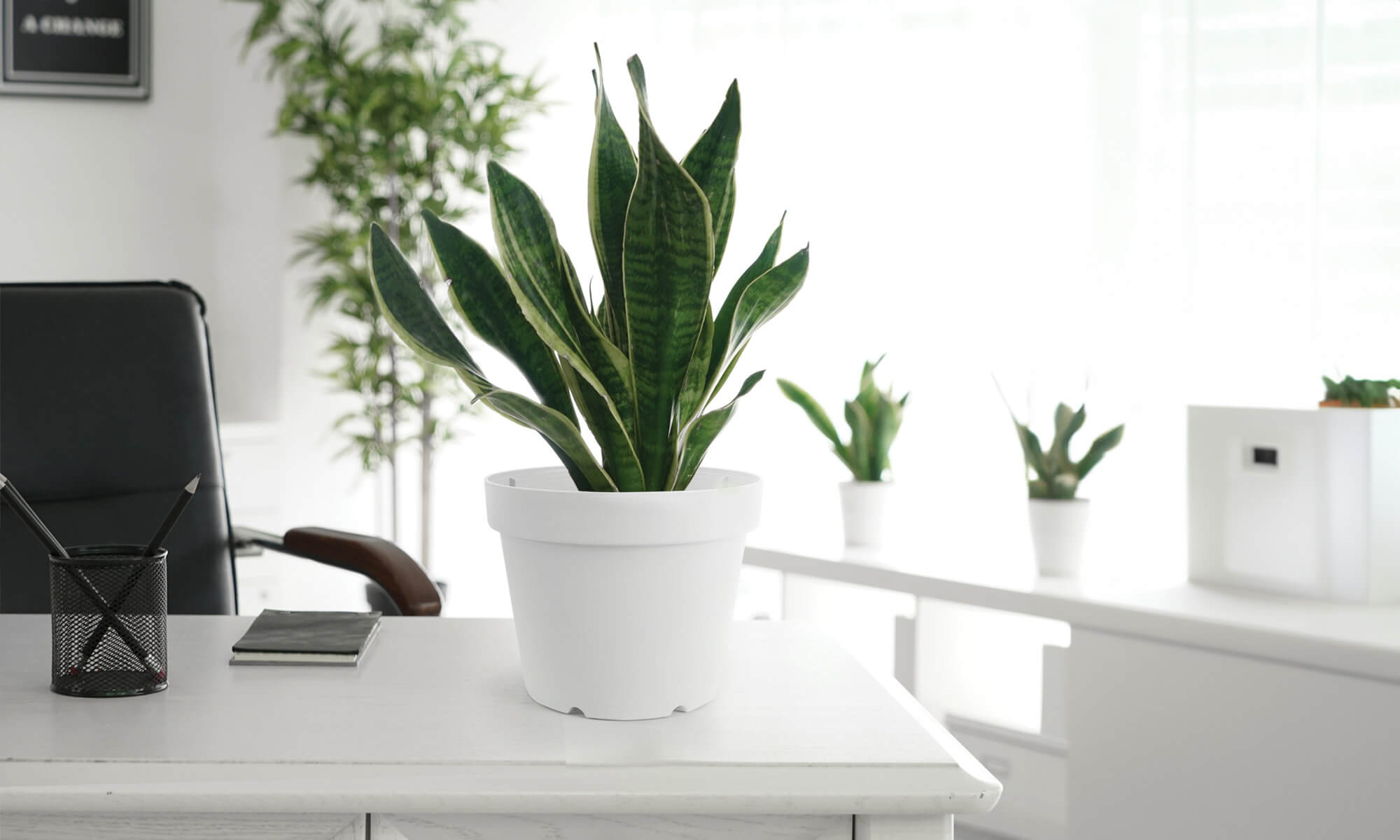 Baba table top decoration flower pot in office