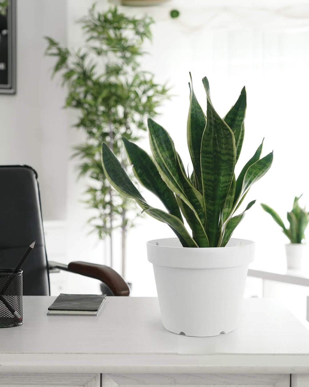 Baba table top decoration flower pot in office