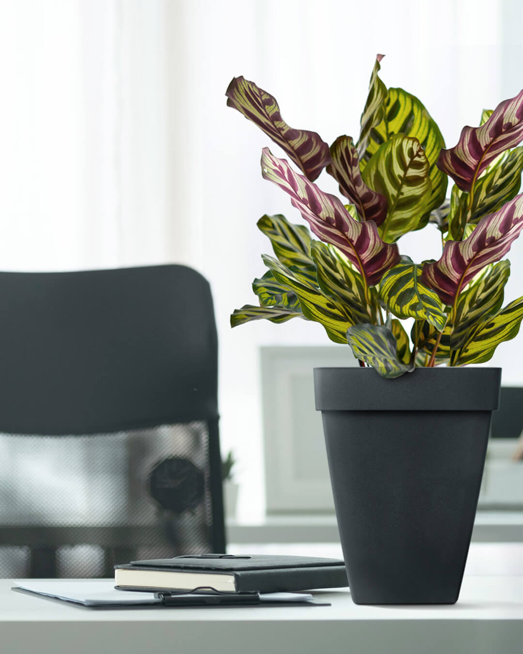 BABA ZEN GREY COLOUR TABLE TOP FLOWER POT IN OFFICE