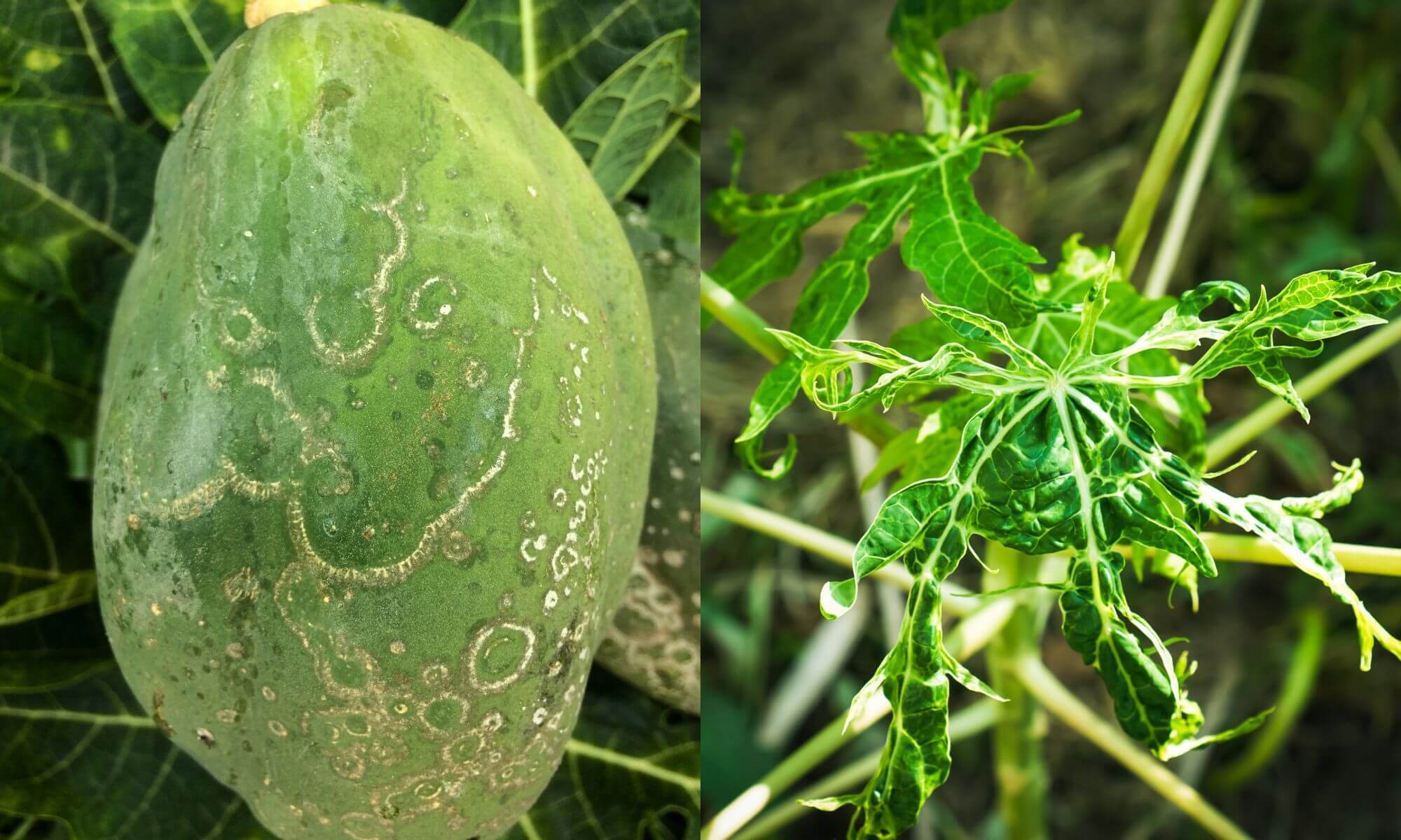 Papaya tree with ringspot virus