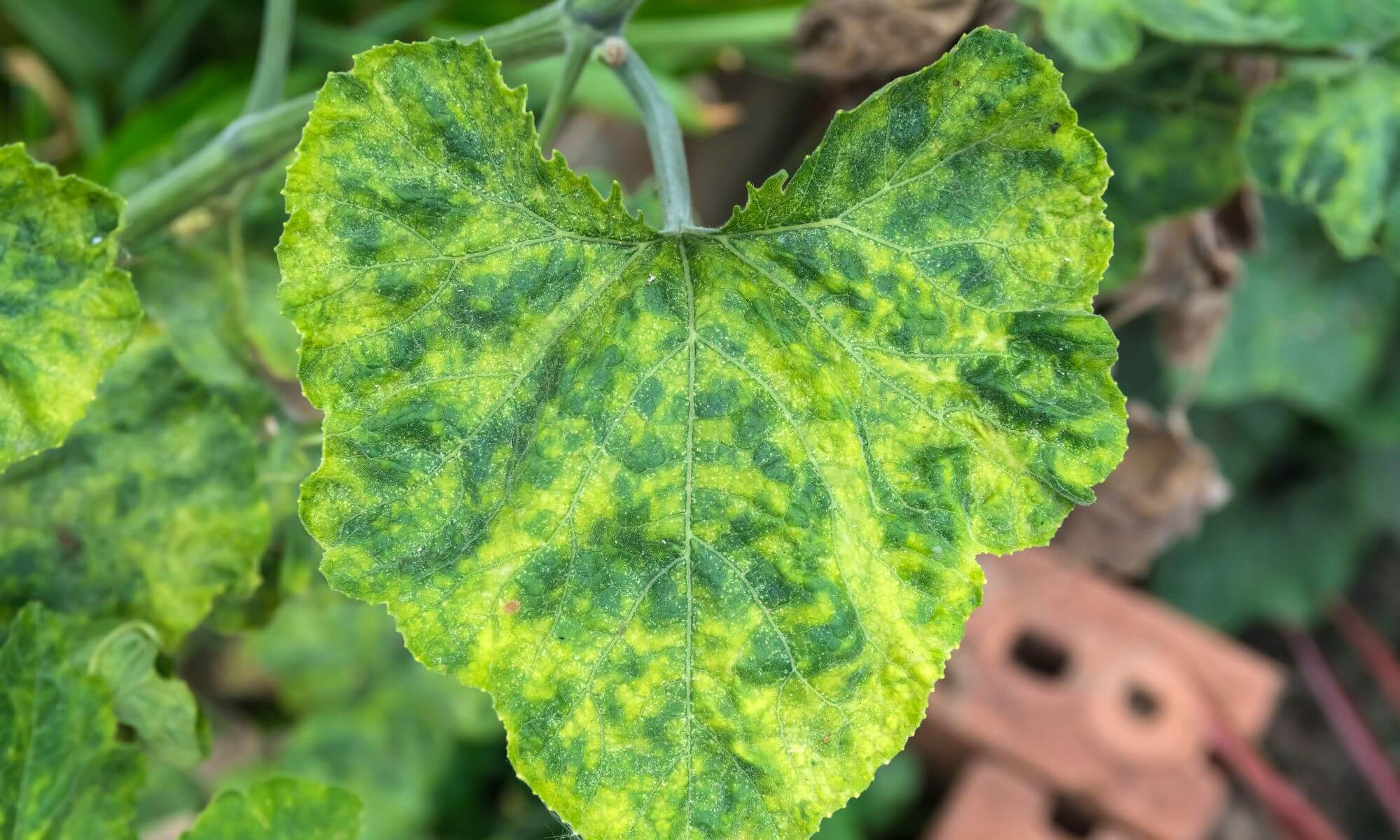 Yellow spot leave wilting plant plant disease on pumpkin plant