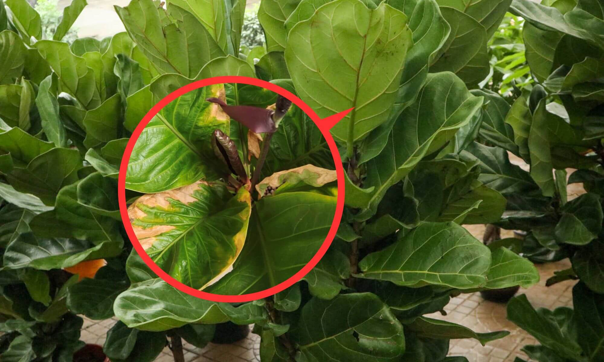 Ficus plant leave get burnt and brown edges