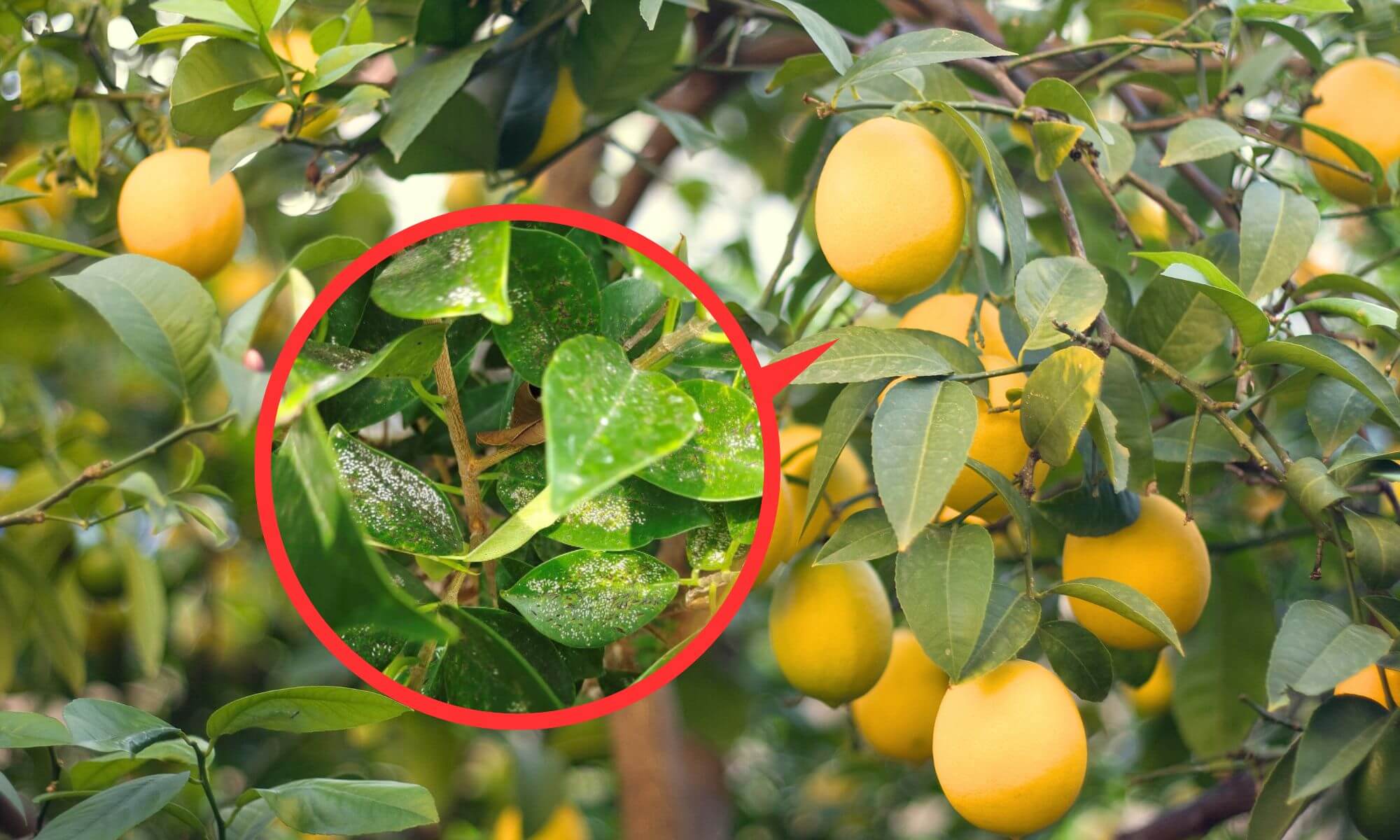 White insects on plants