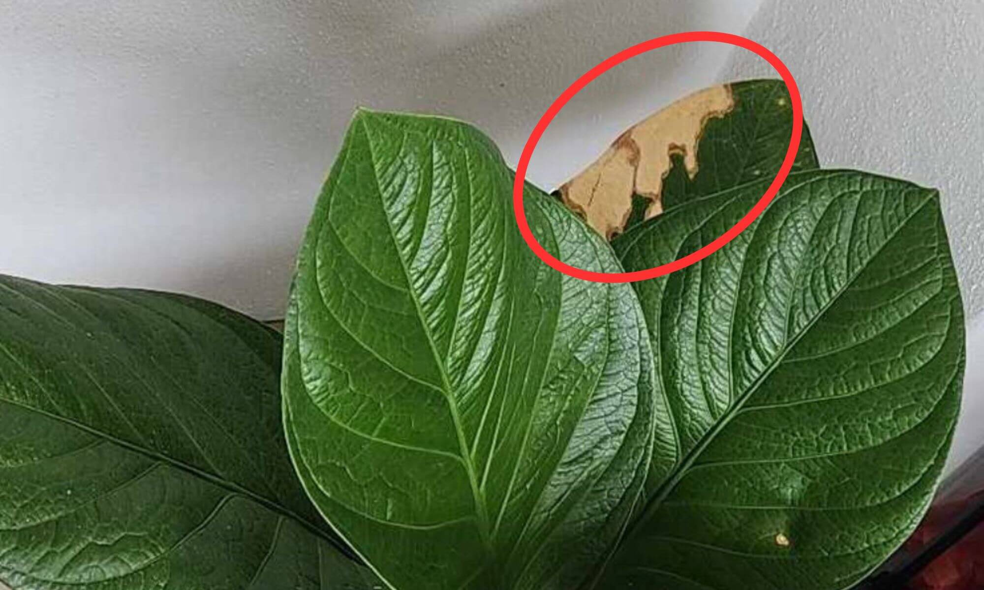 Dry and brittle leaves of indoor plant