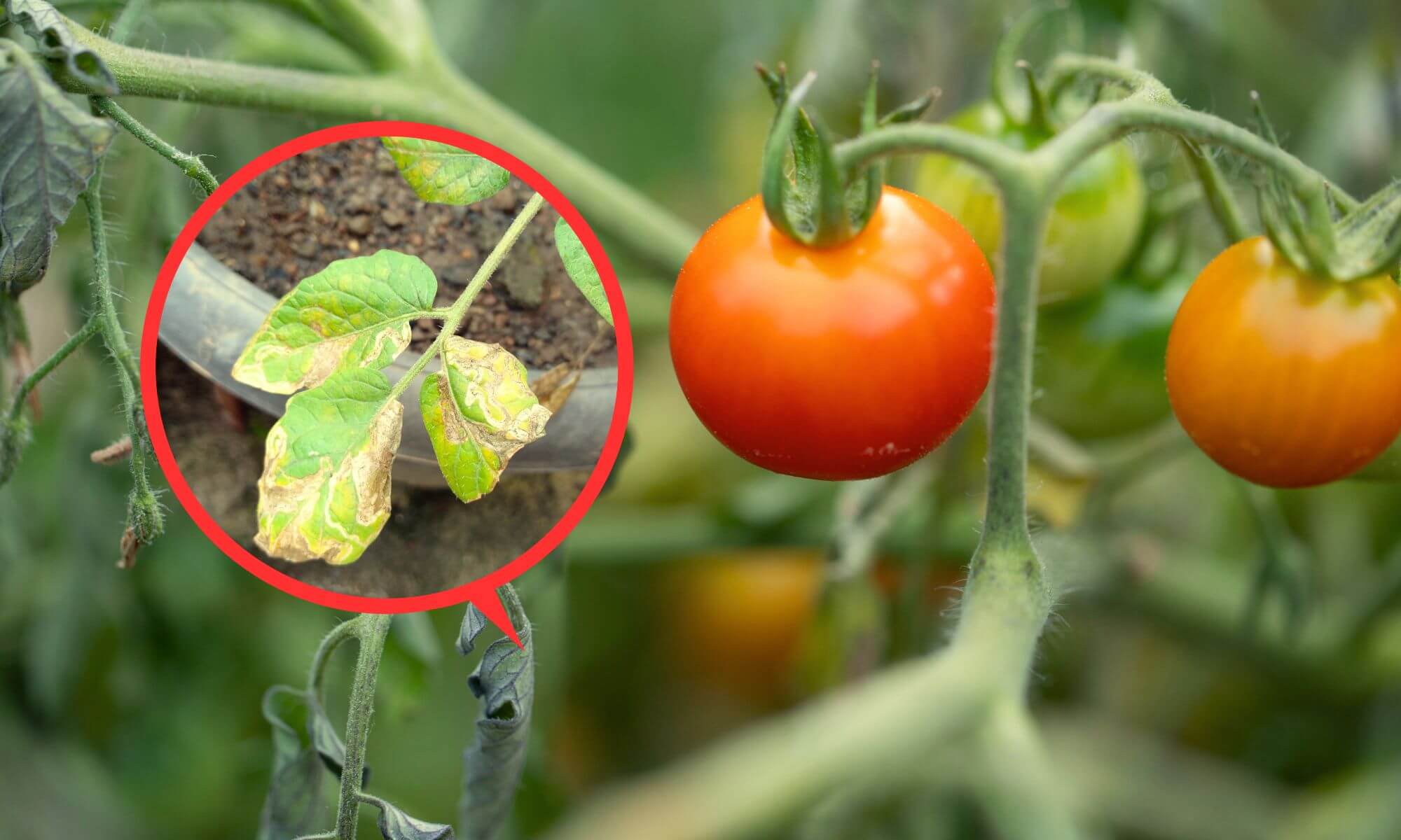 Yellowing leaves and curling leaves of tomatoes plant