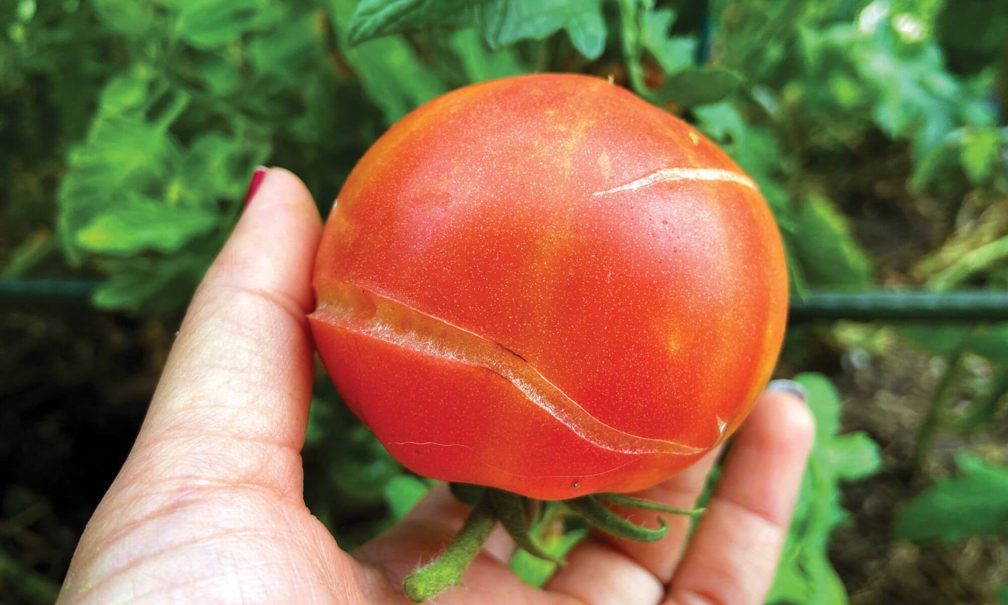 Crack tomato plant issue