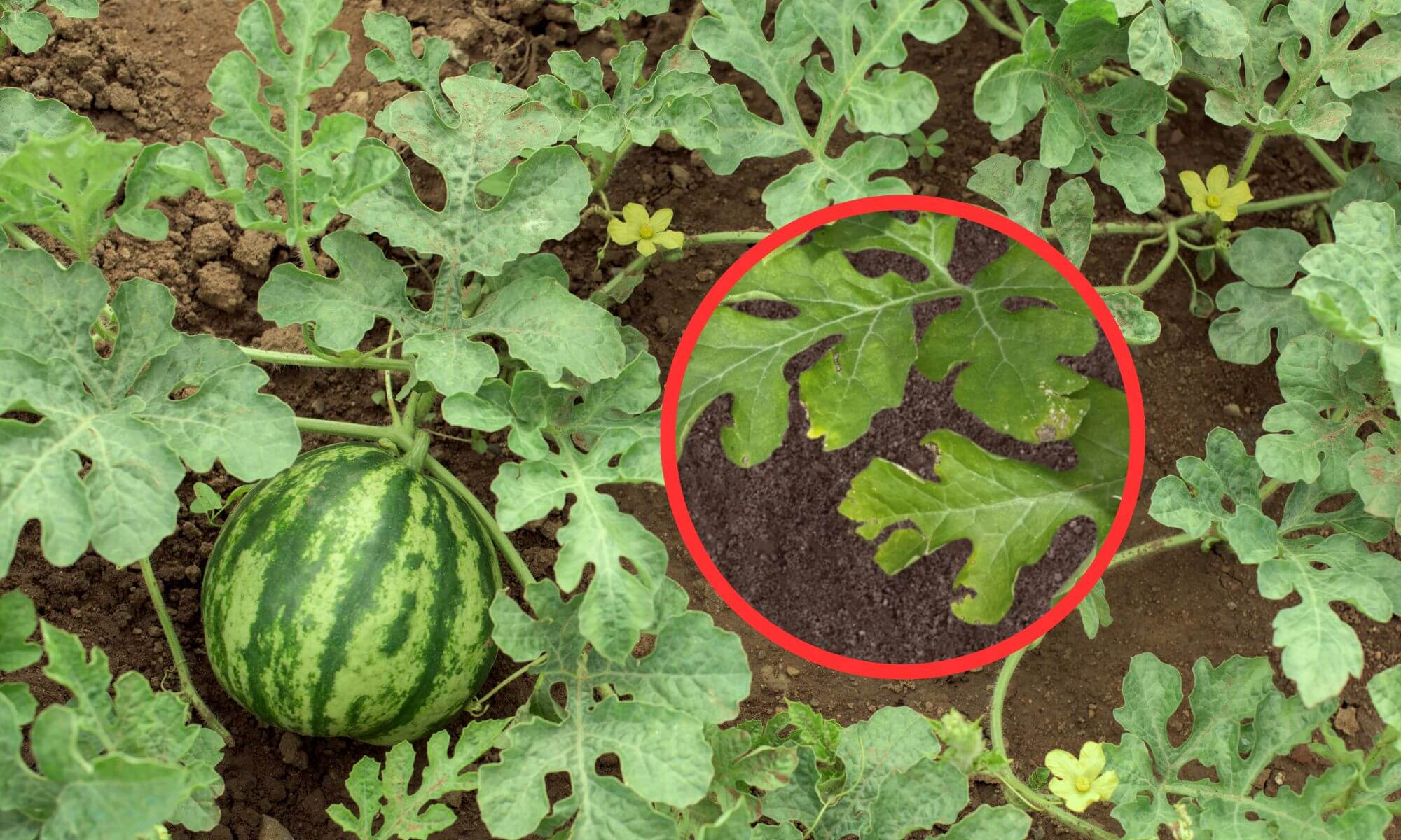 Yellowing leave of watermelon plant