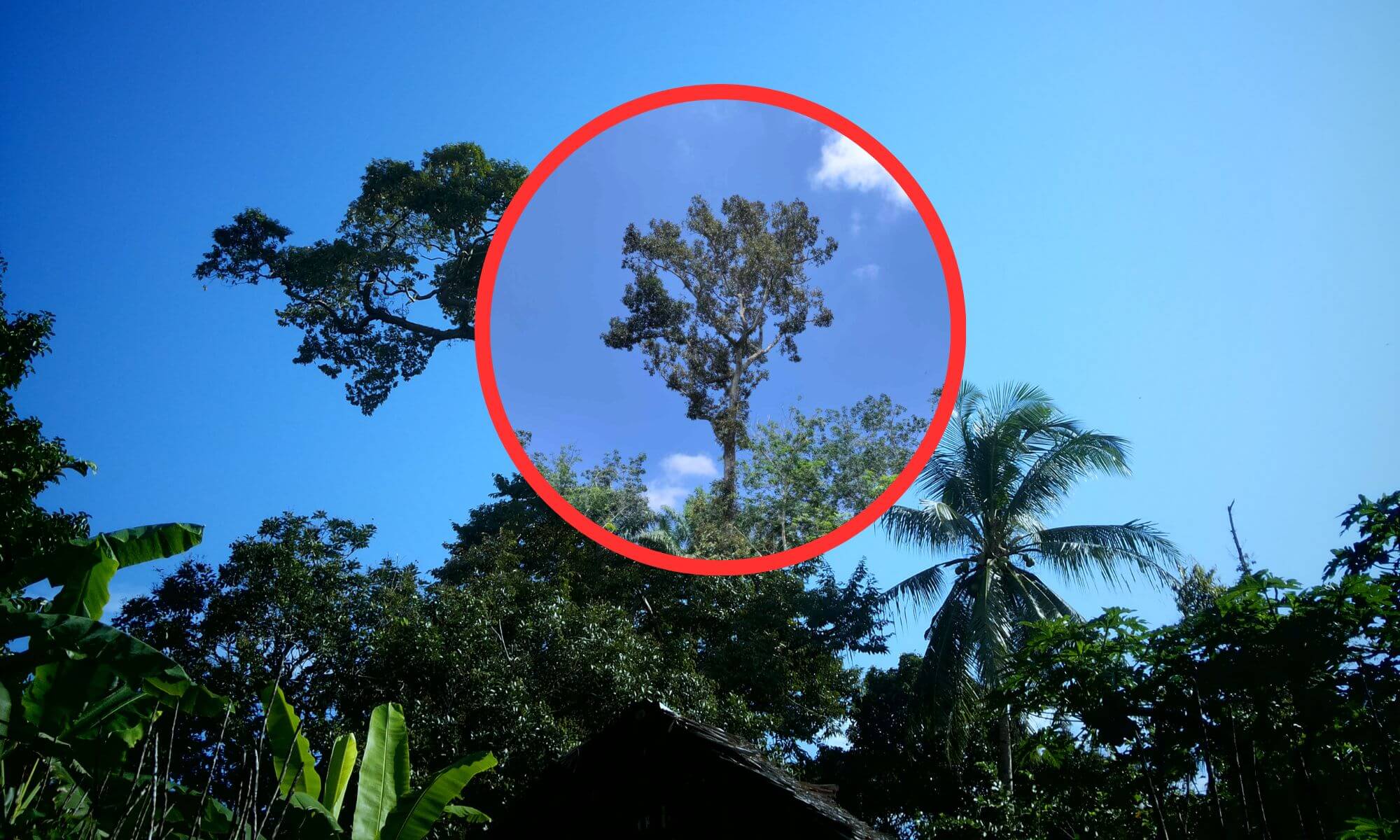 Durian tree with damaged top