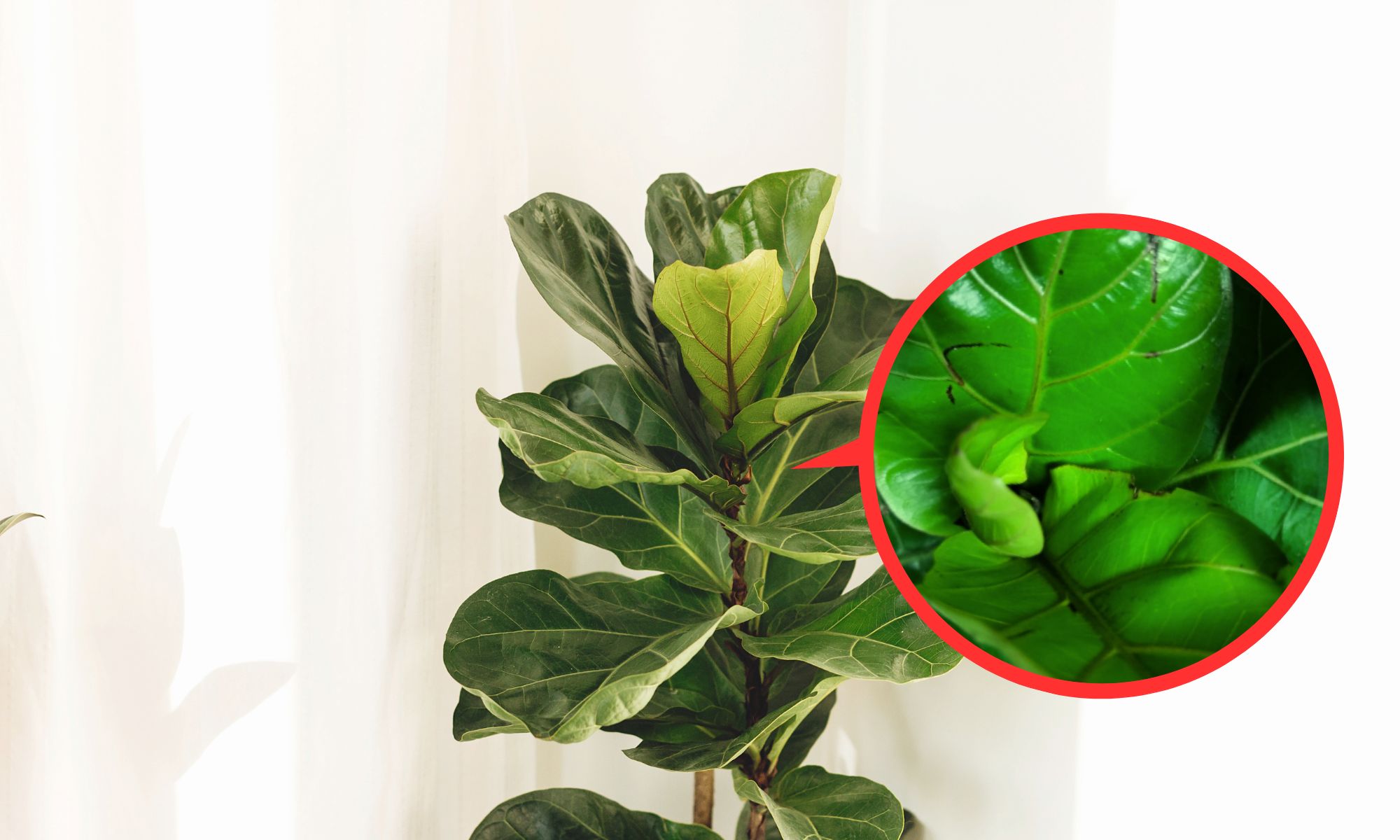 Fiddle leaf fig leaves issue black stripes
