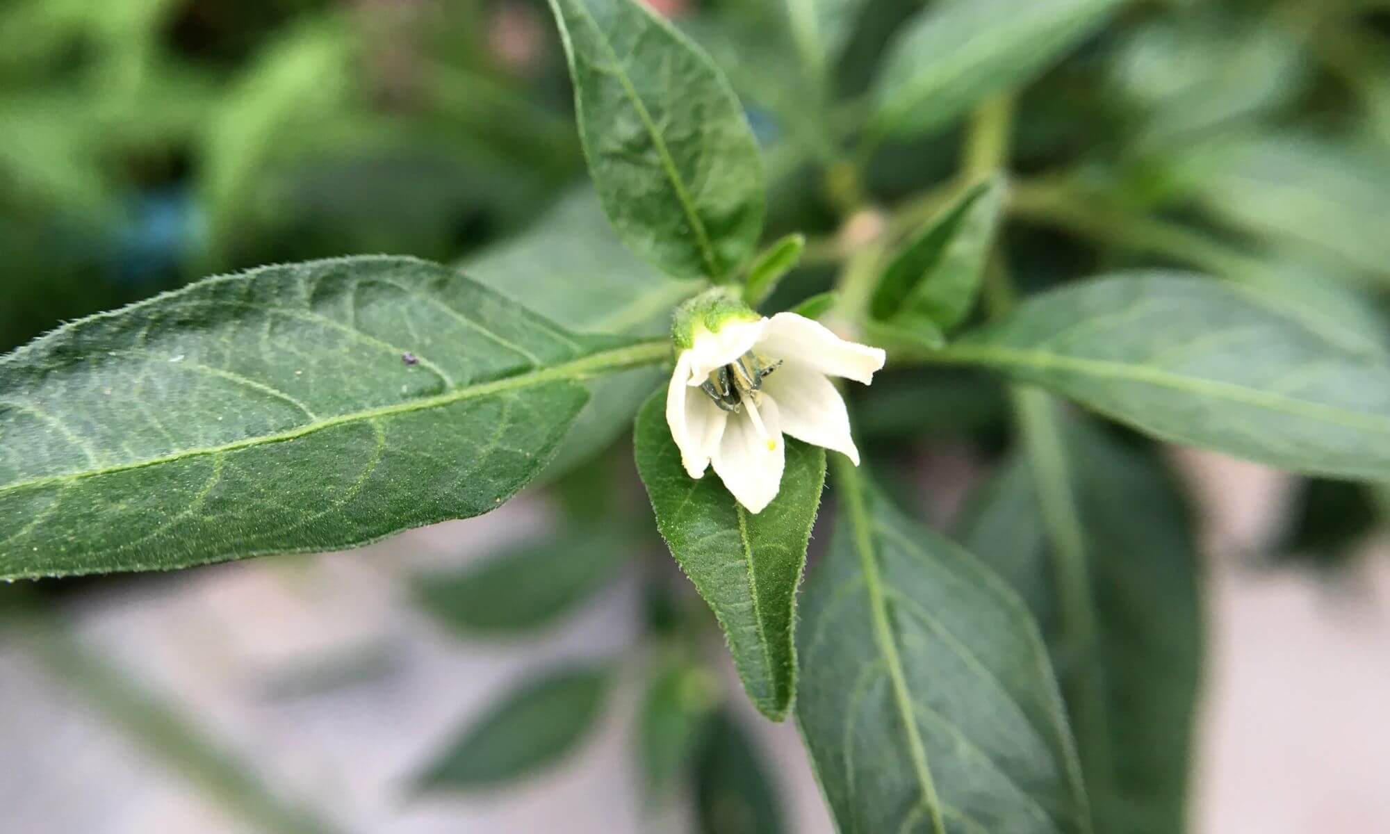 Chili plant issue no flowering