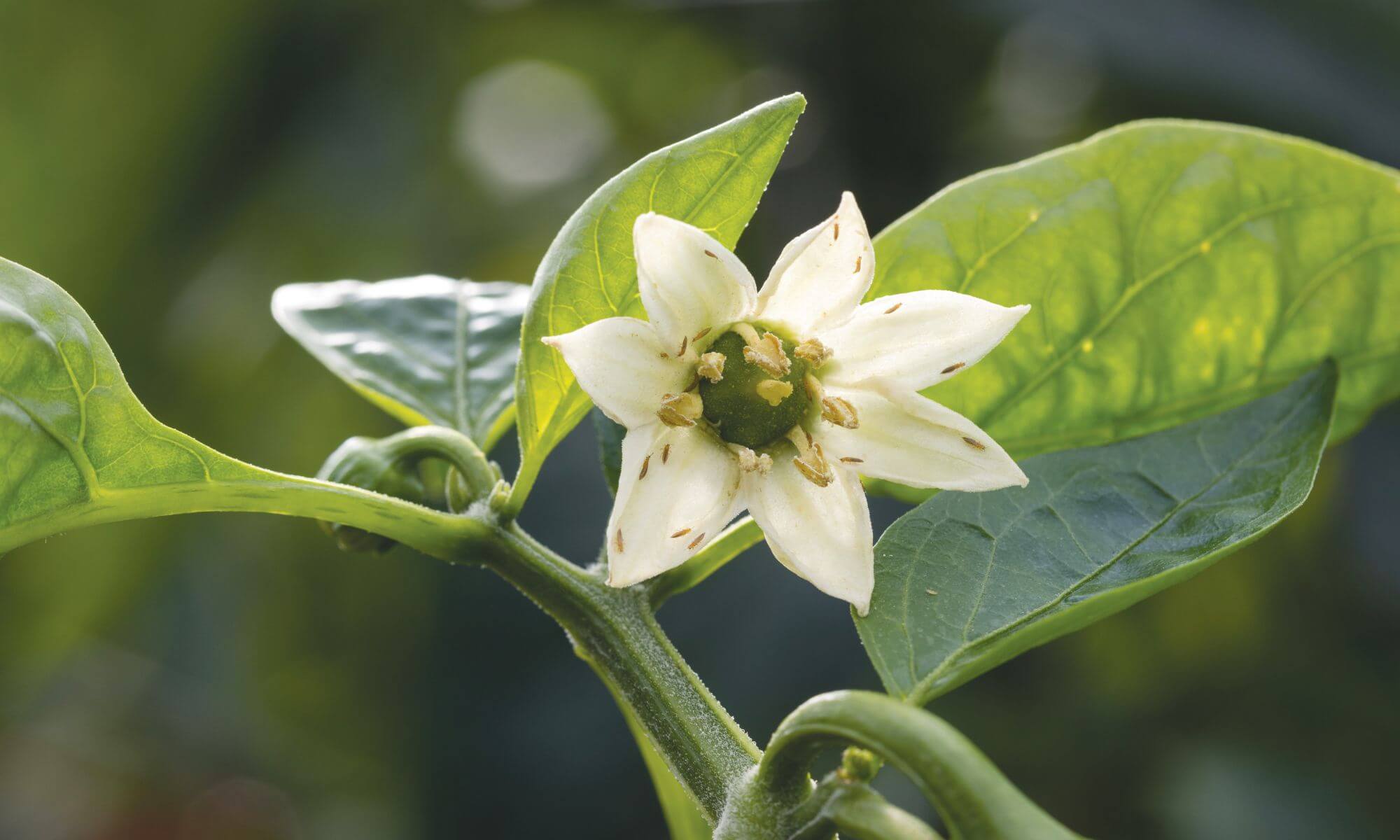 thrips problem on plants and flower
