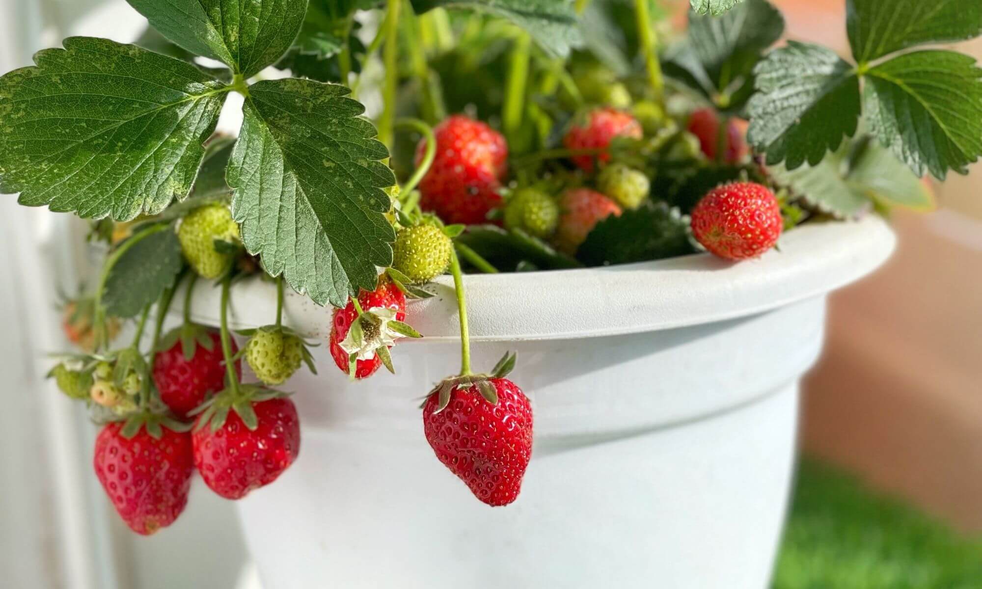 Strawberry plant in white pot