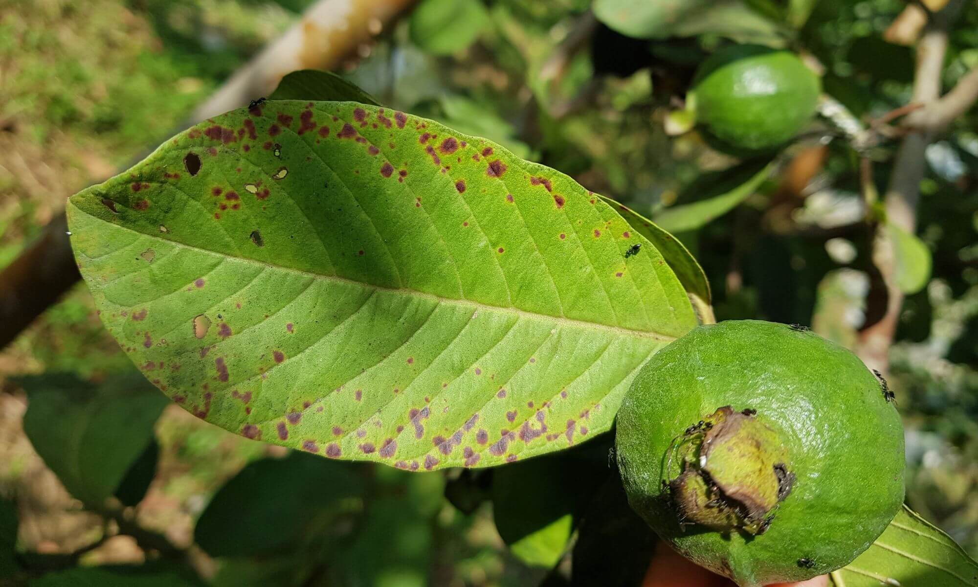 Rusty and brown spots on fruit tree leave