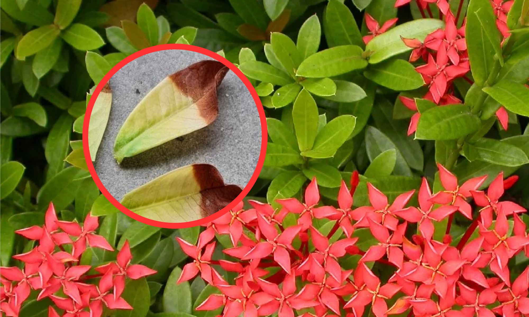Tips of the leaves turning brown on flowering plants