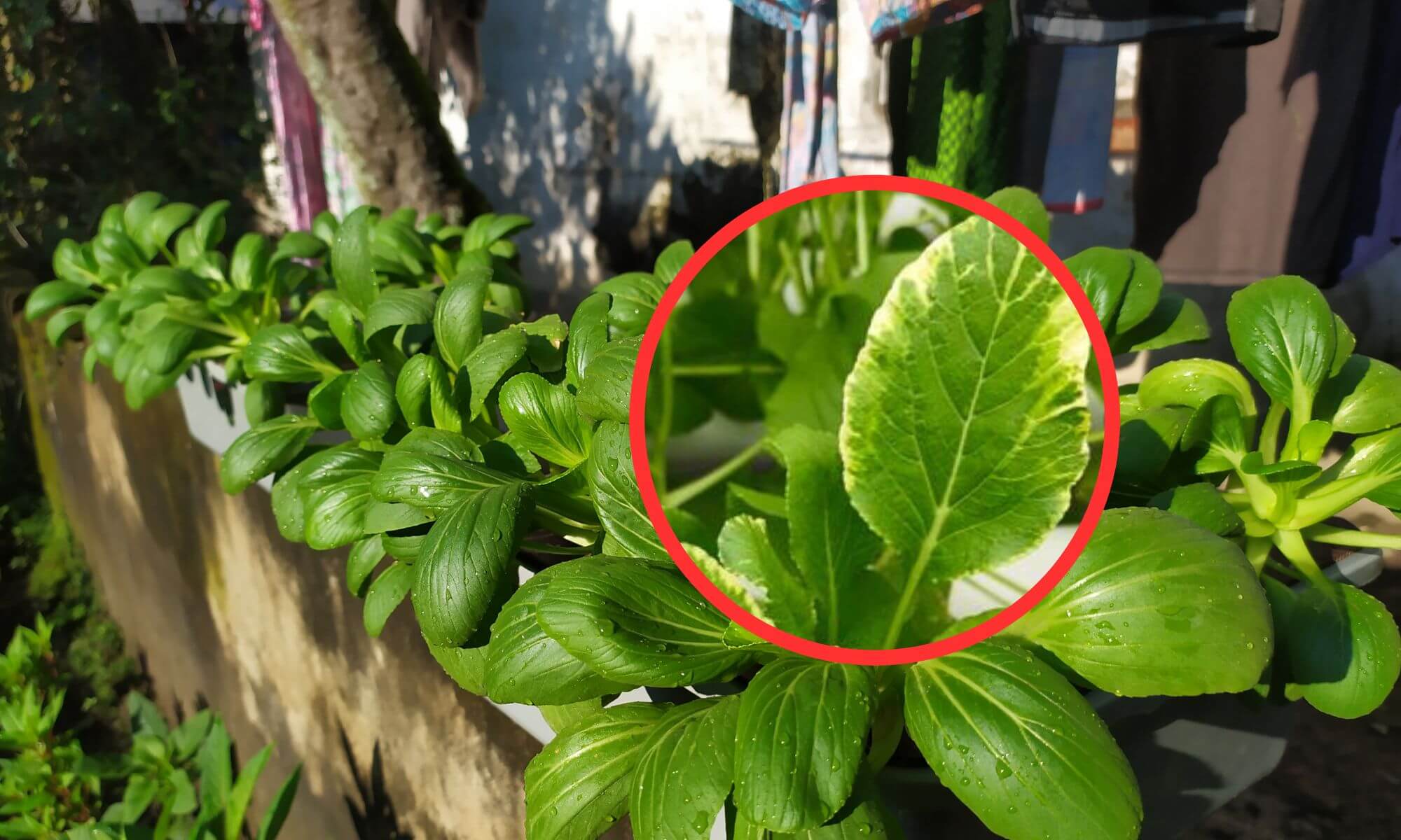 White edges of chinese cabbage and leafy vegetable