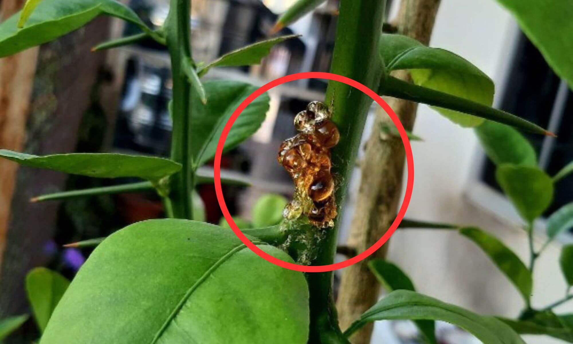 brown or yellowish crystallize substance on the plant