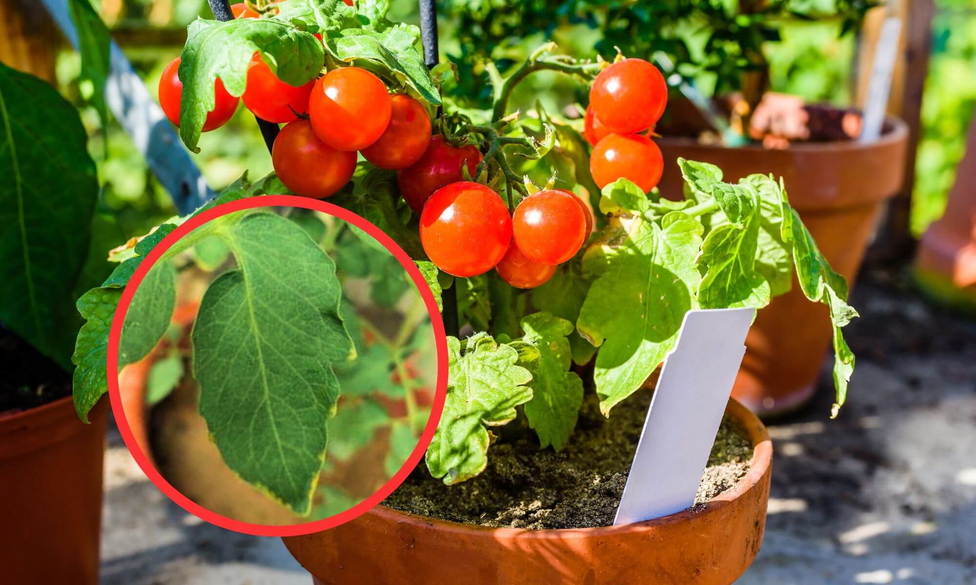 Cherry tomatoes plant leaves have yellow edges