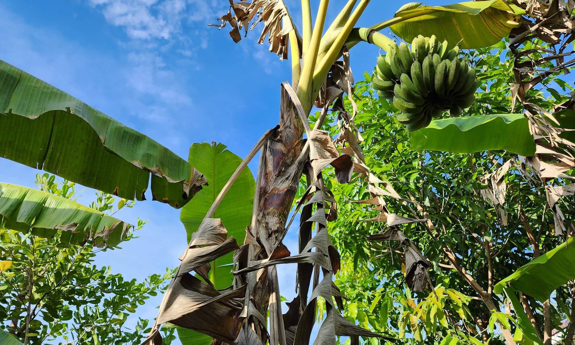 Banana tree with dry and brown leaves