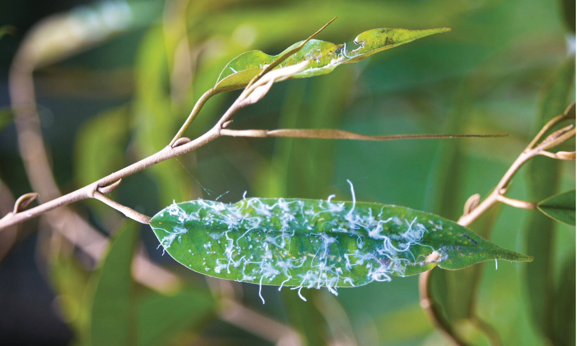 psyllids on durian leaves