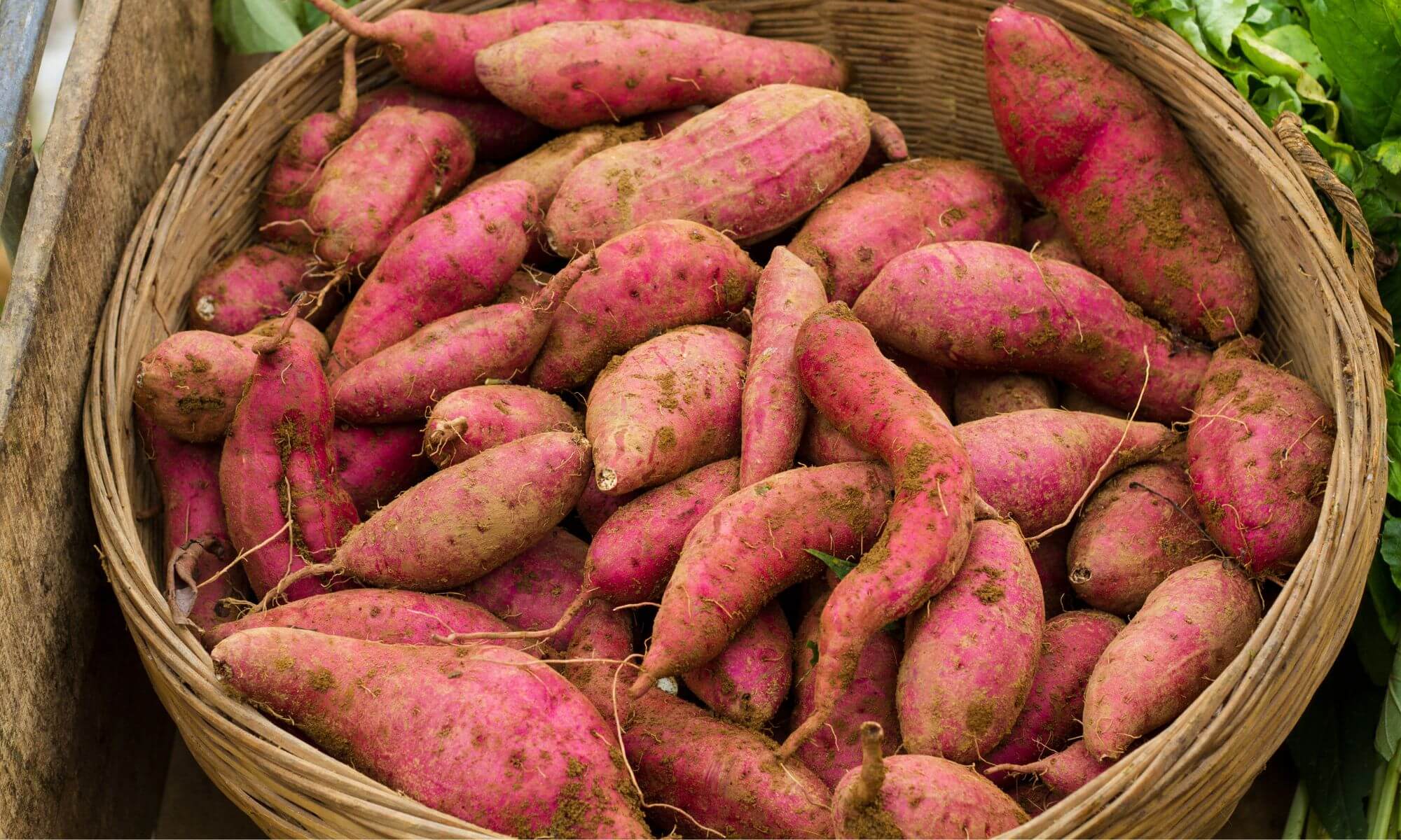 Sweet potatoes in a basket