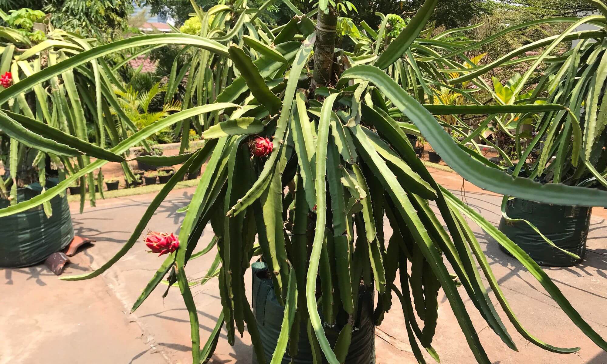 Dragon fruit tree planting