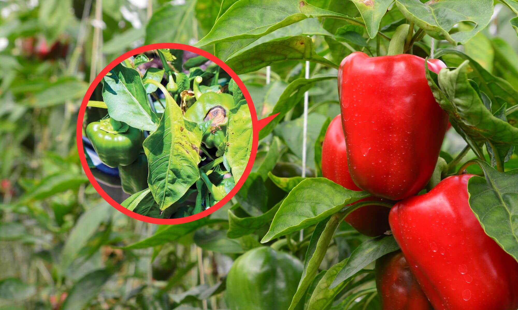 Yellow and brown spot on chili pepper plant