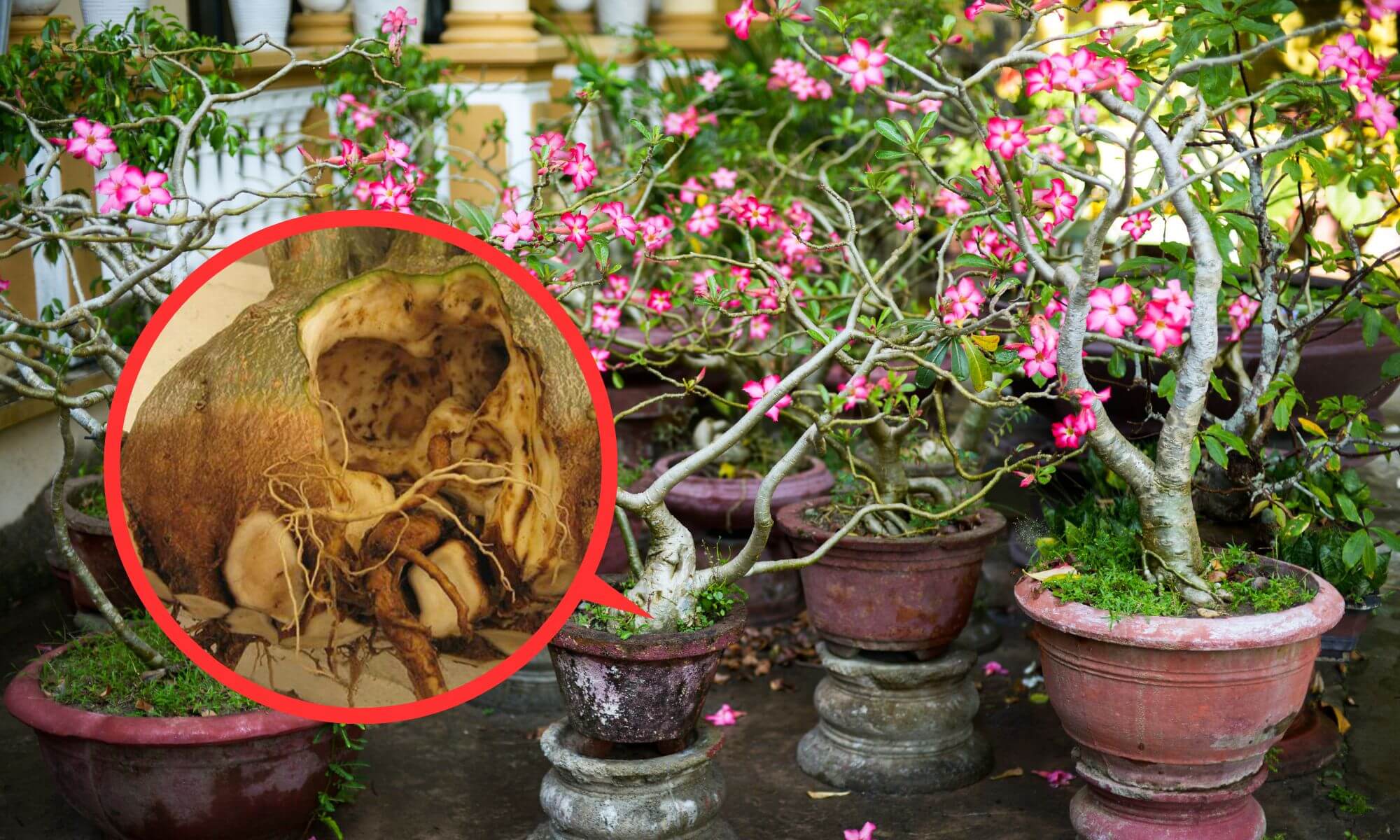 adenium plant issue and rotting root