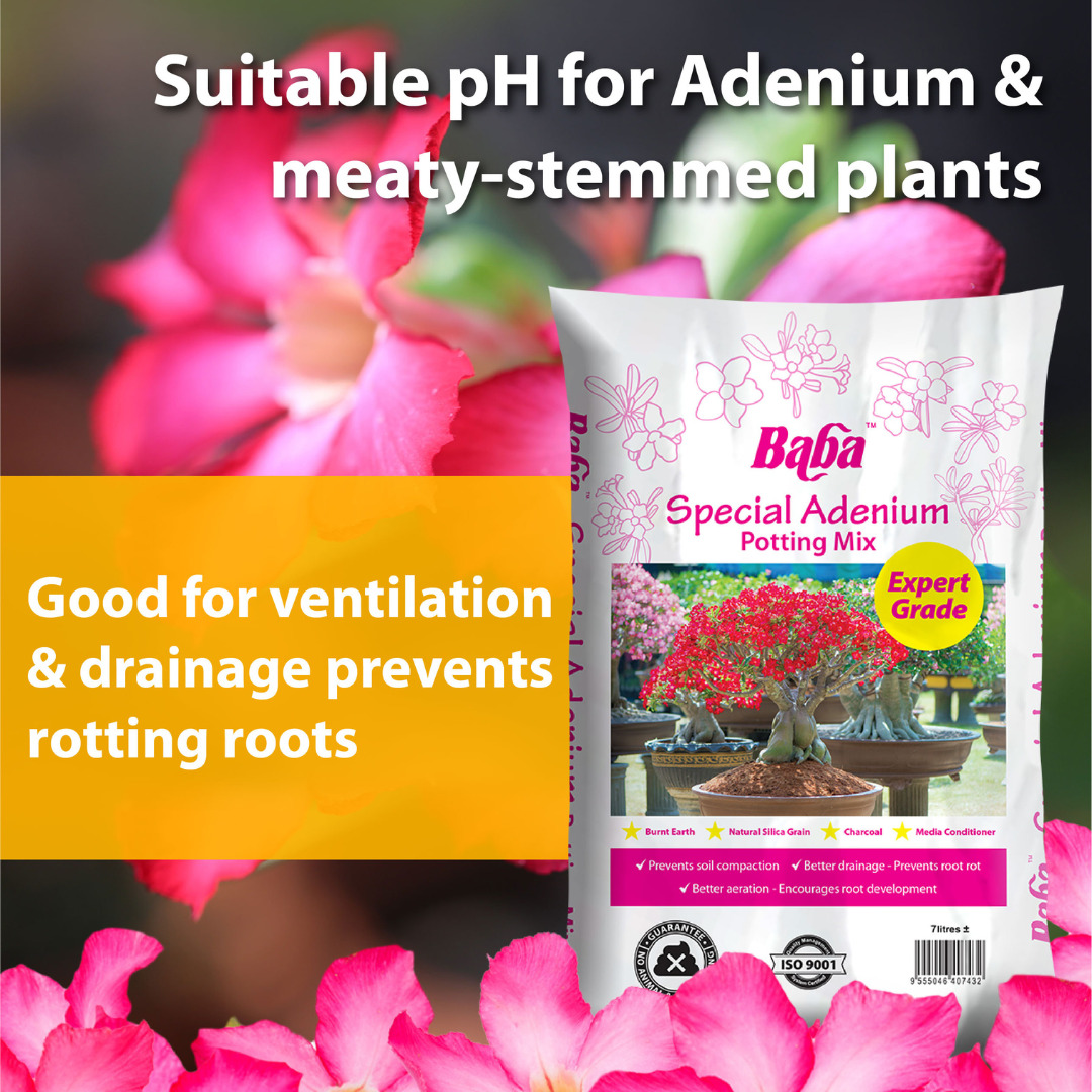 Special Adenium Potting Mix