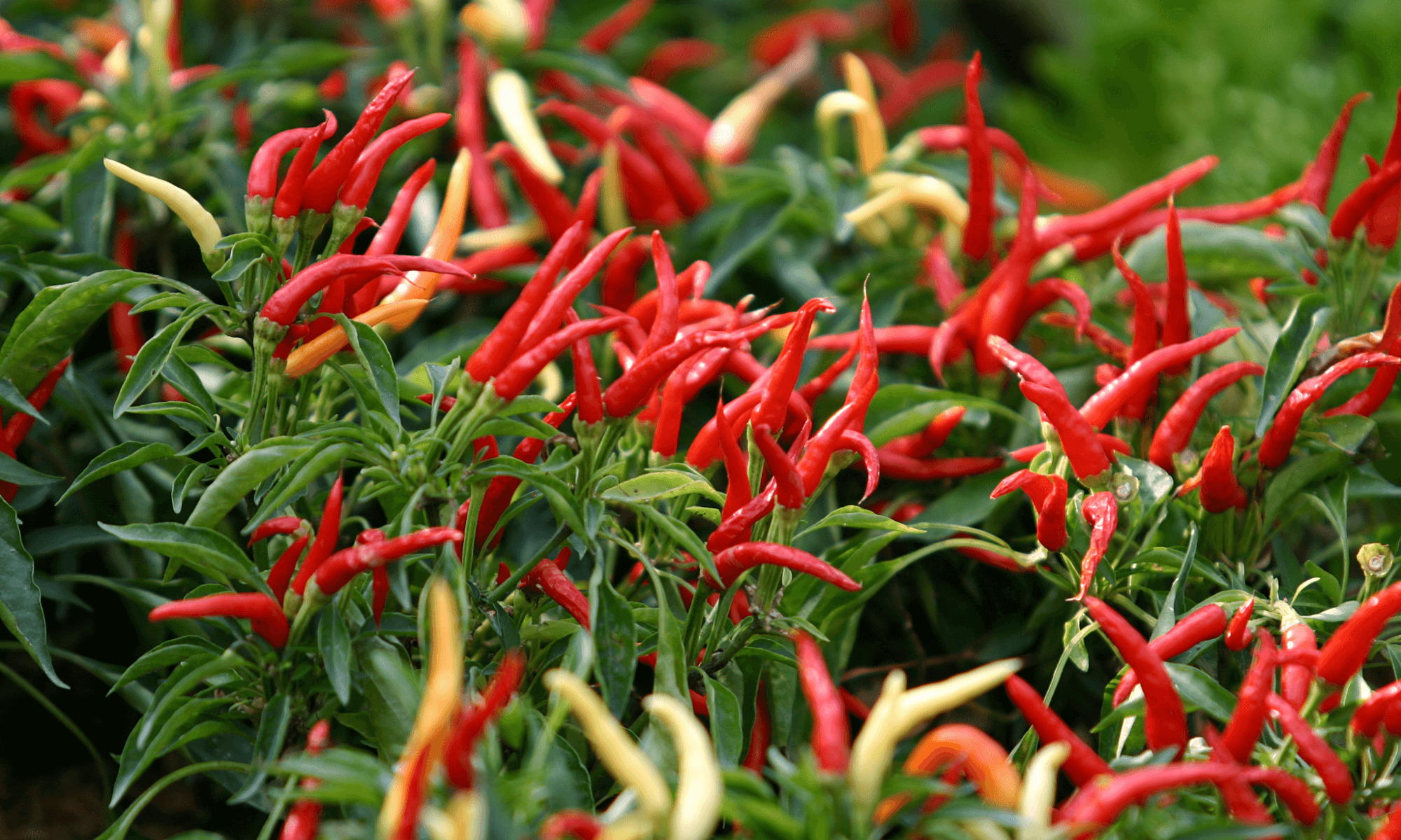 Good harvest of red chili in farm