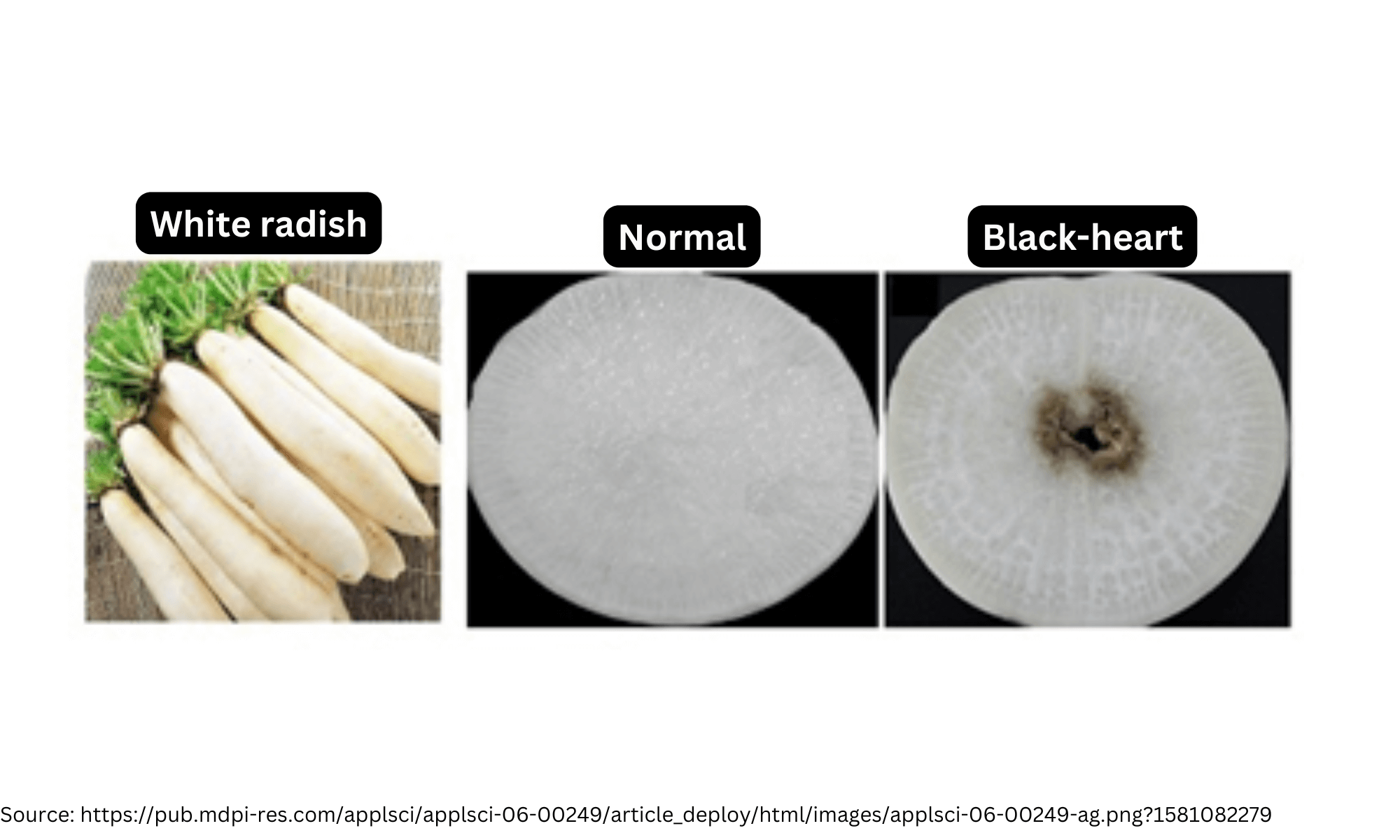 Bacterial heart in white radish fruit